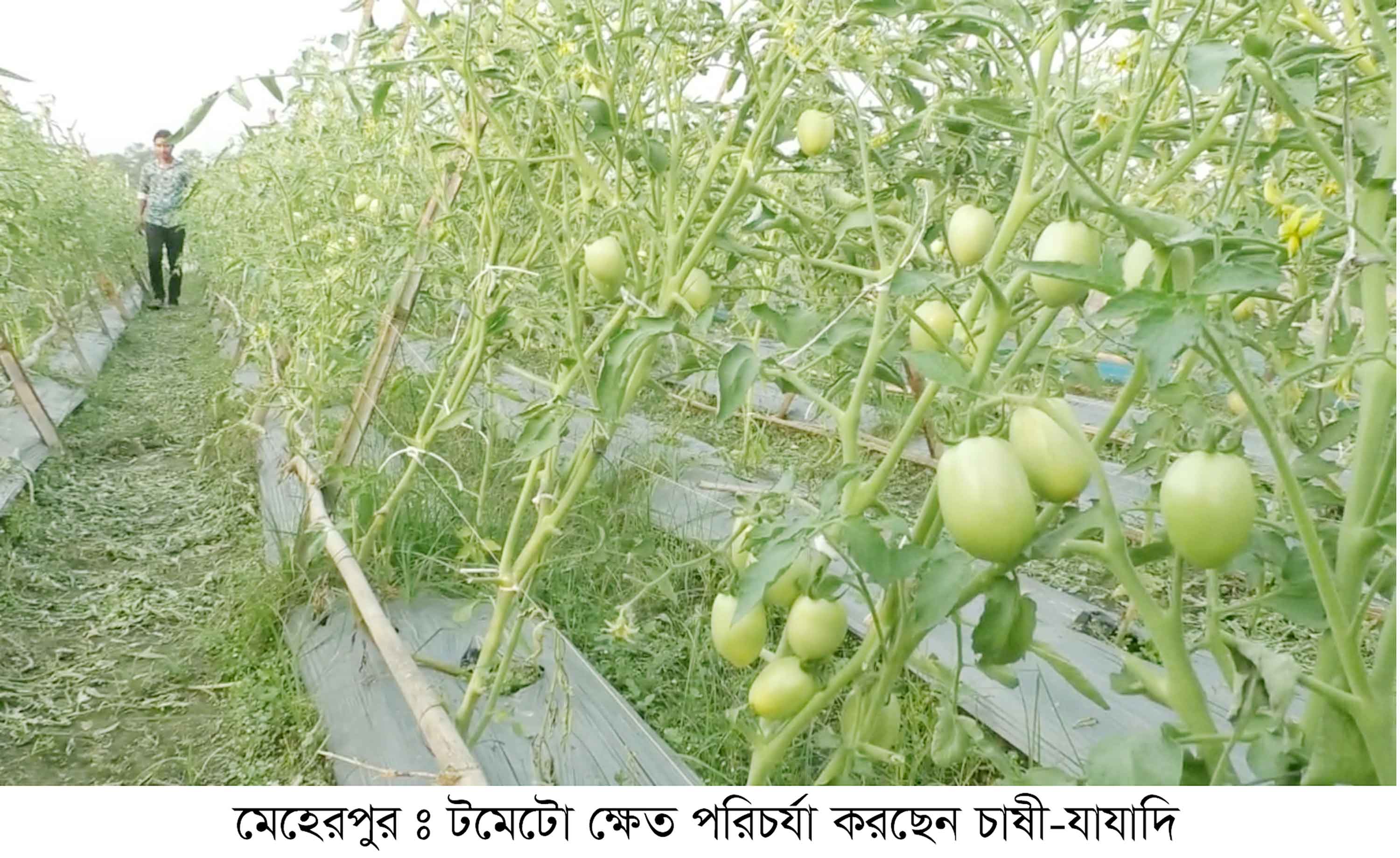 মেহেরপুরে আগাম শীতকালীন টমেটো চাষে বাজিমাত