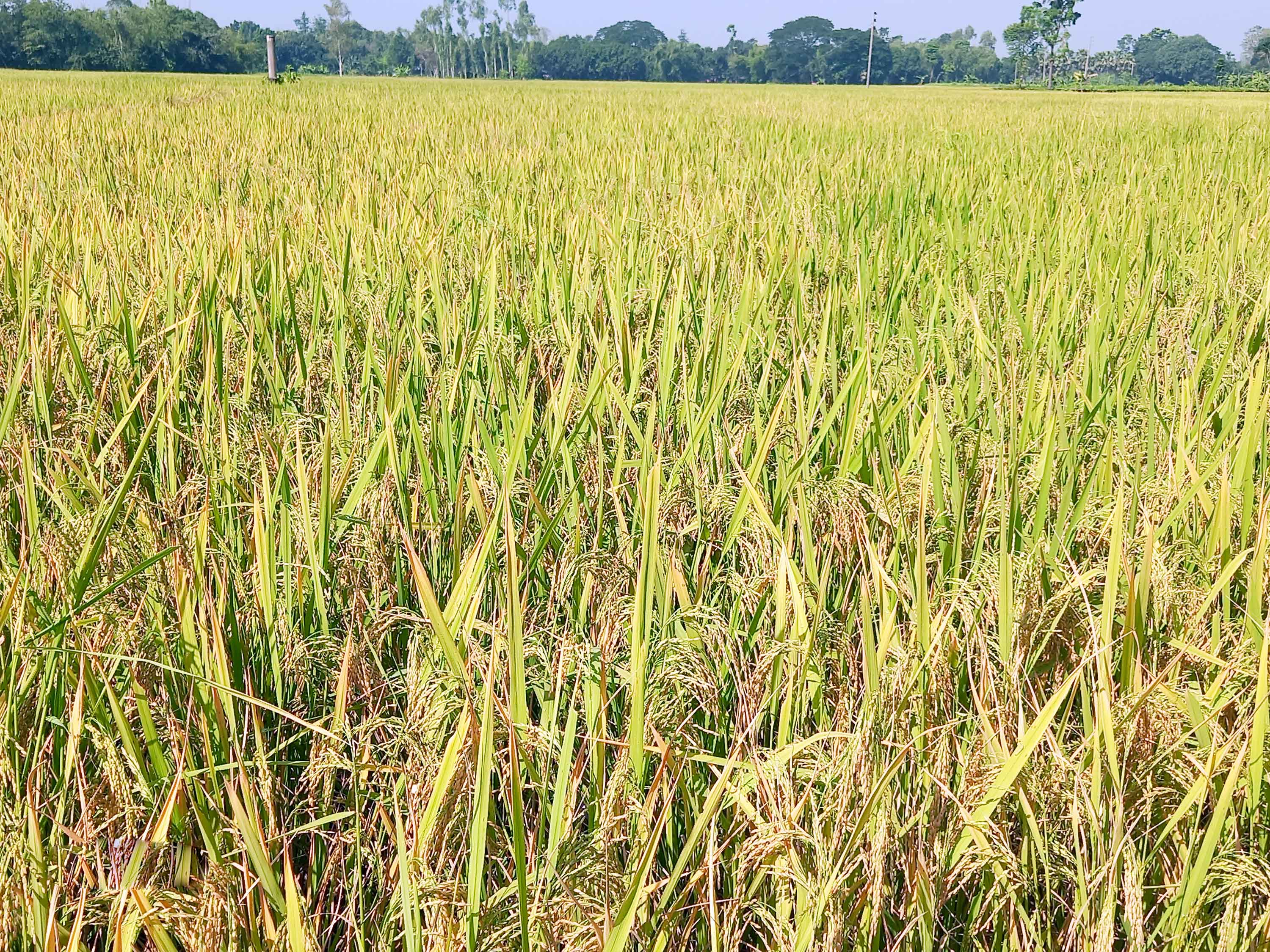বদলগাছীতে আমন ধানের বাম্পার ফলনে কৃষকের হাসি