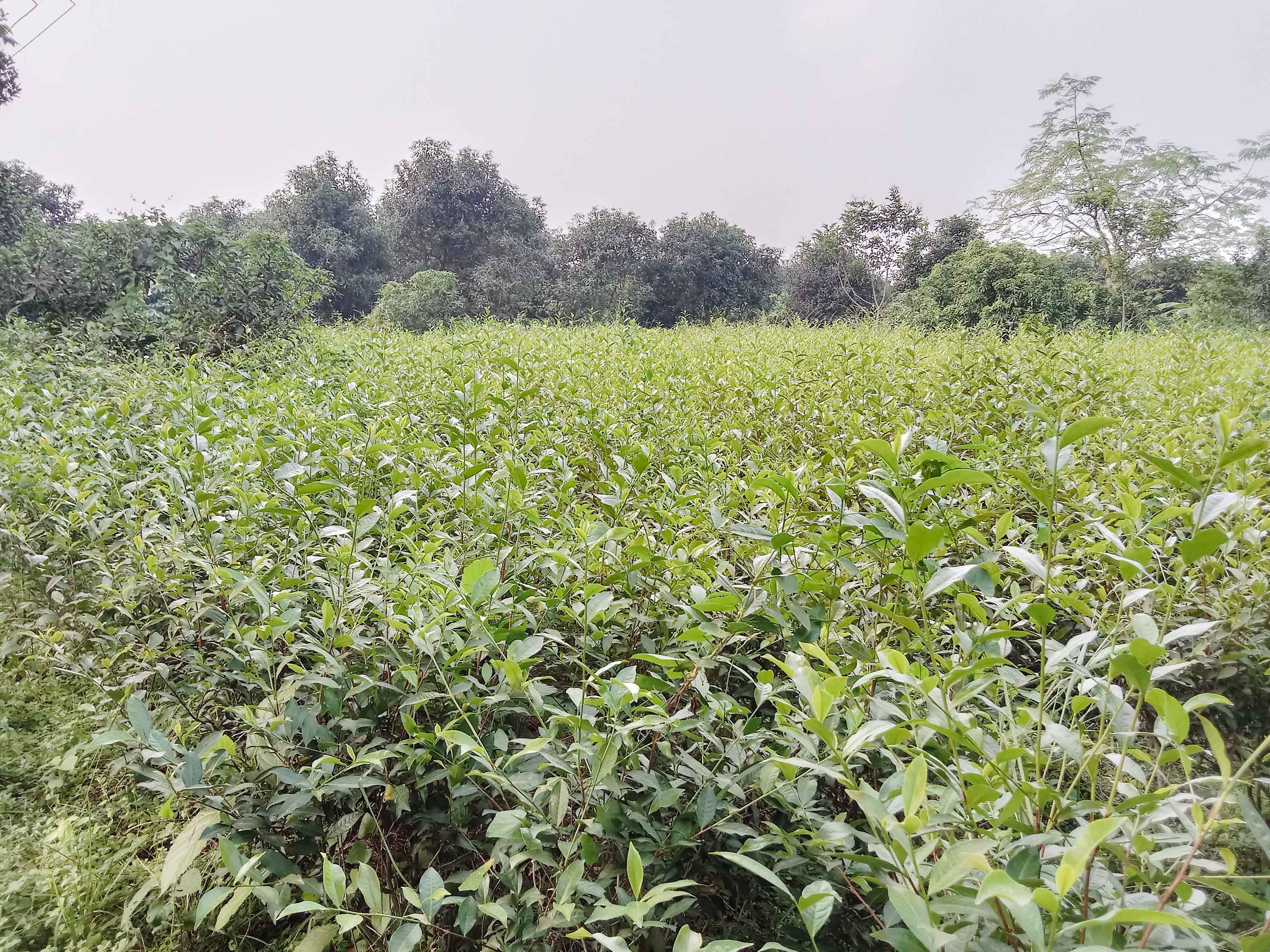 মধুপুর গড়ে লাল মাটিতে চা চাষ