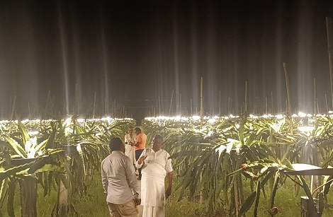 চাঁদপুরে লাইট পদ্ধতিতে ড্রাগন চাষ, তিনগুন ফলন বৃদ্ধি