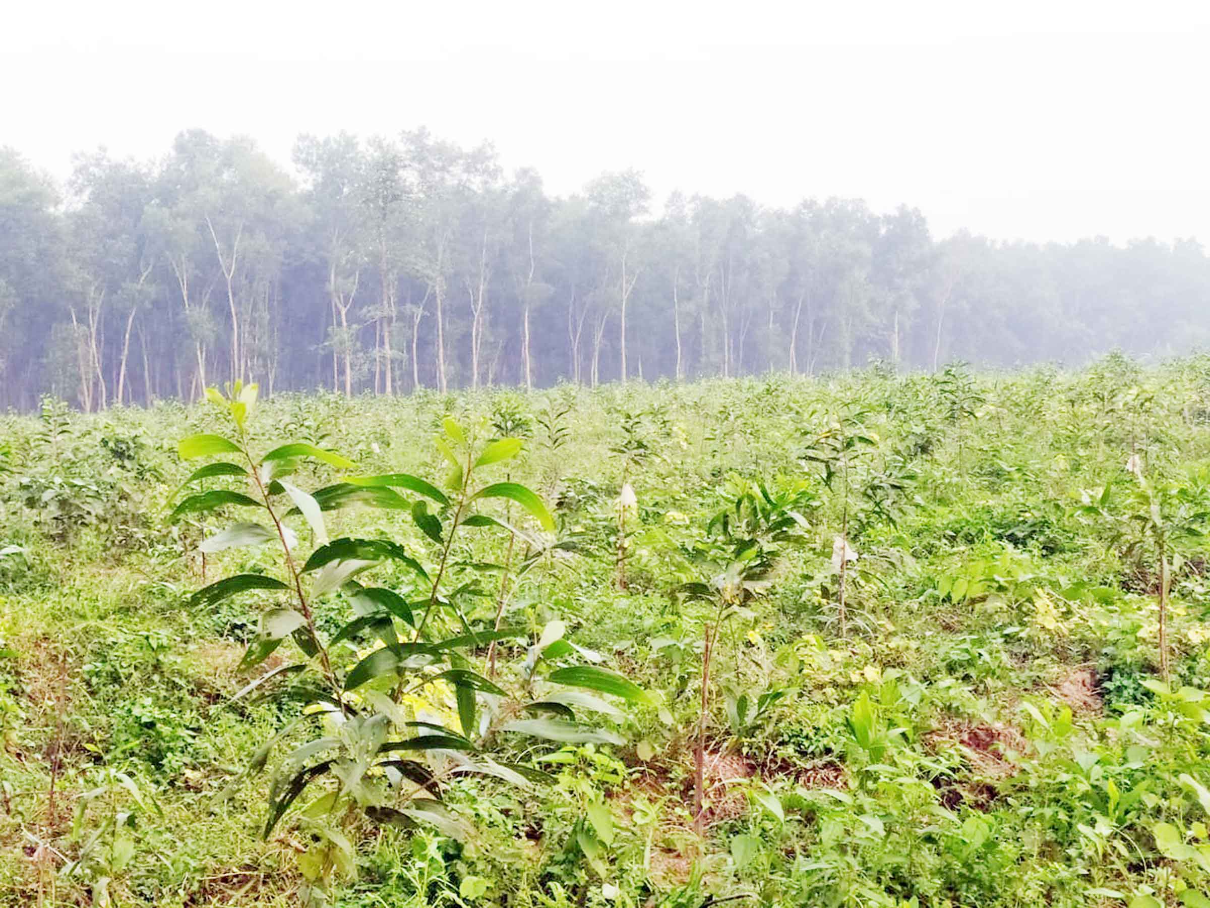 ঘাটাইলে গাছ কাটায় বিলুপ্তির মুখে প্রাকৃতিক বন