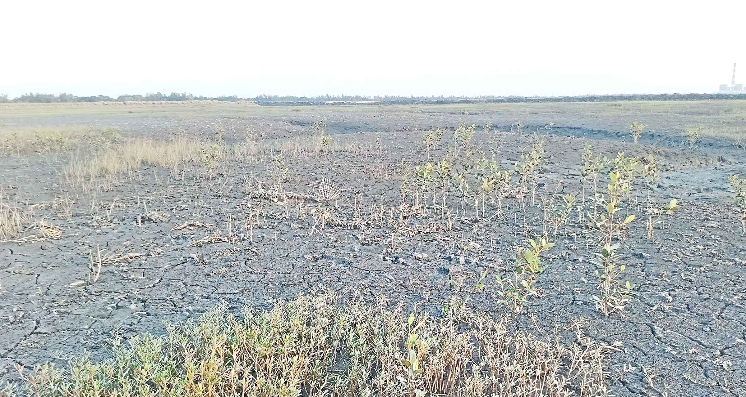 বাঁশখালীতে প্যারাবনের গাছ সাবাড় করে ১৫ হেক্টর জায়গা দখল
