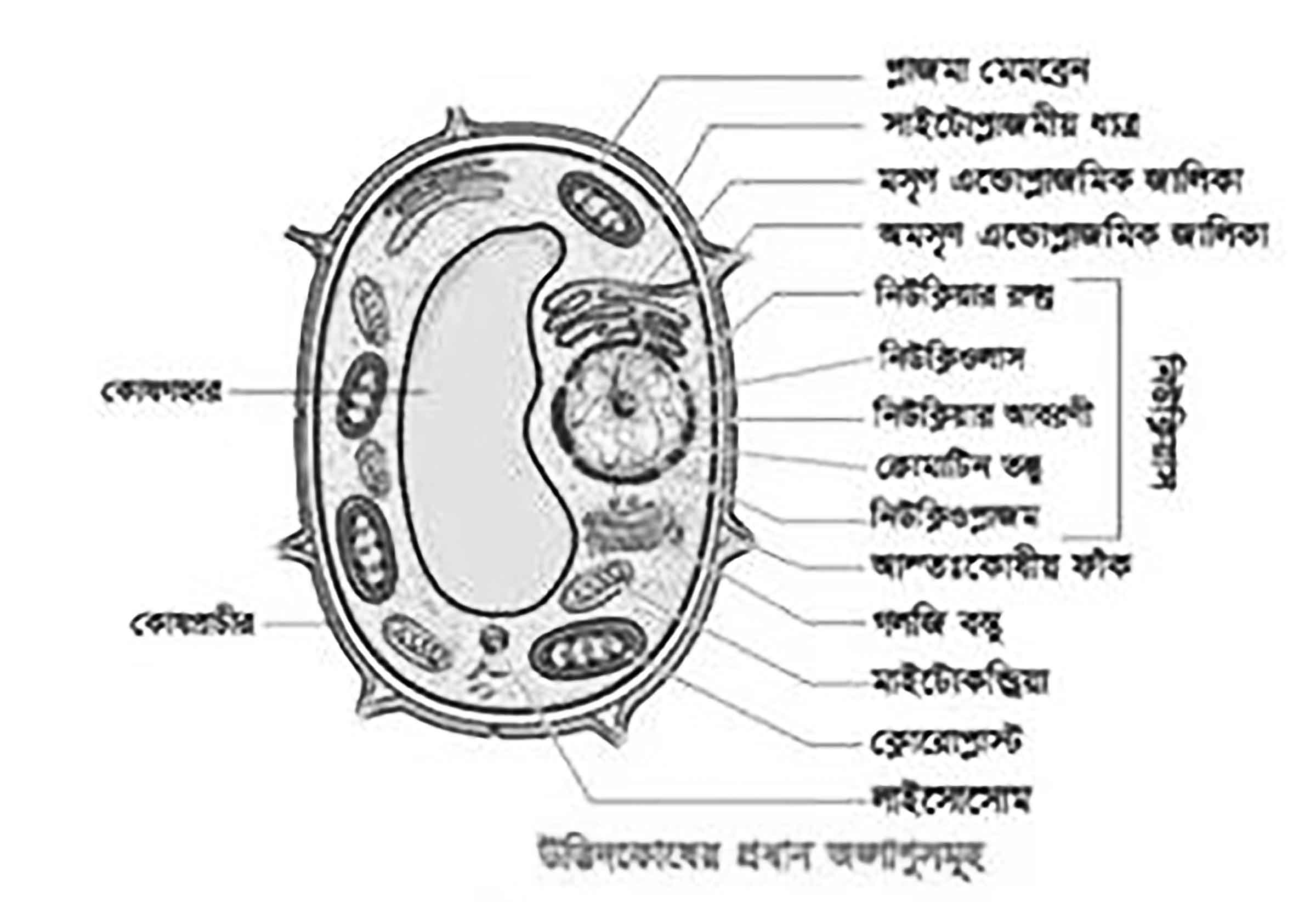 ষষ্ঠ শ্রেণির বিজ্ঞান অনুসন্ধানী