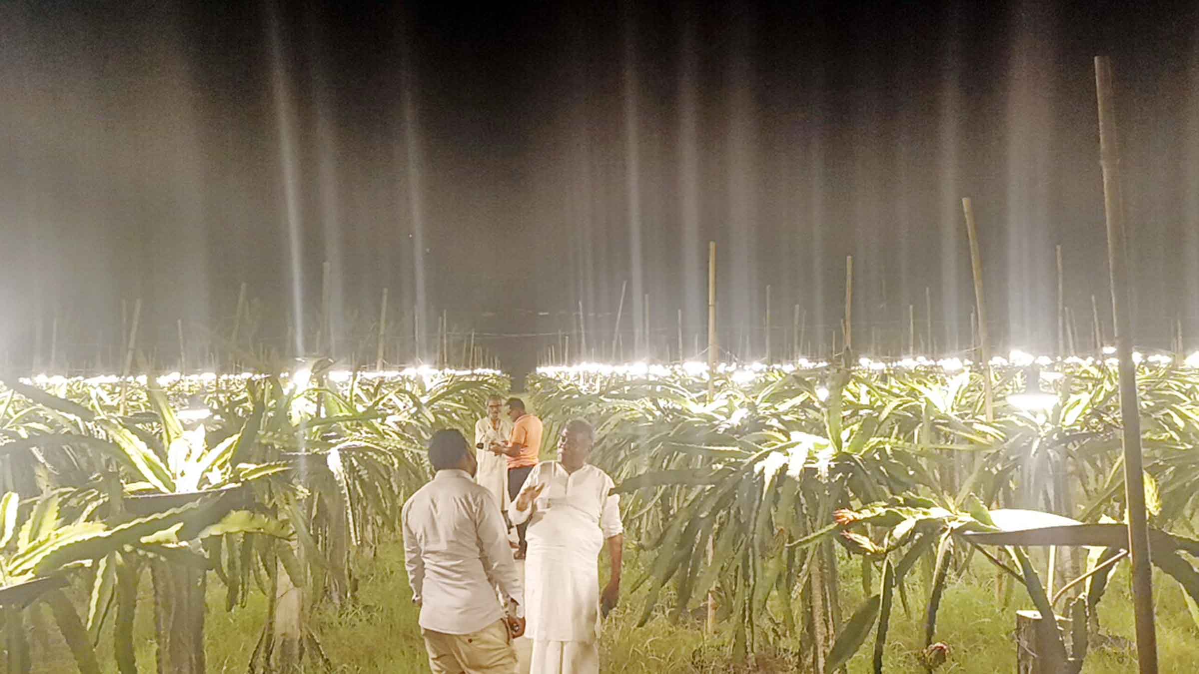 চাঁদপুরে লাইট পদ্ধতিতে ড্রাগন চাষ, তিনগুণ ফলন বৃদ্ধি