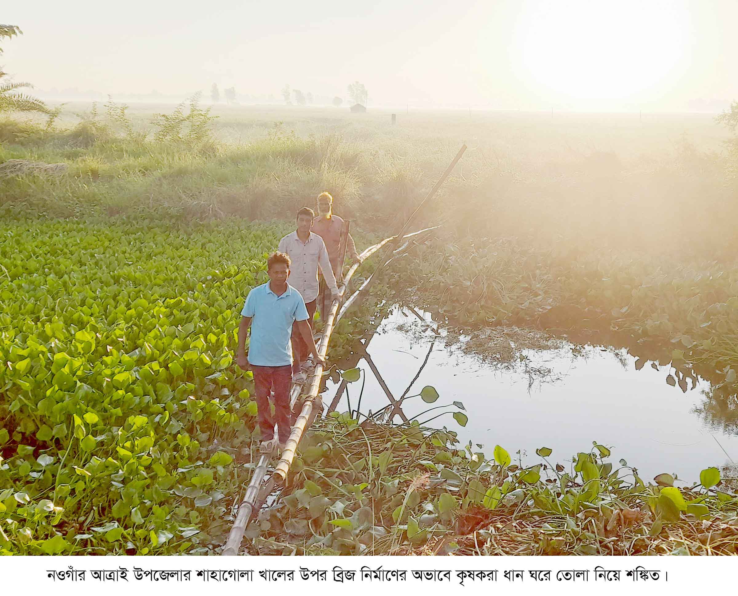আত্রাইয়ে একটি ব্রিজের অভাবে ধান ঘরে তোলা নিয়ে বিপাকে কৃষক