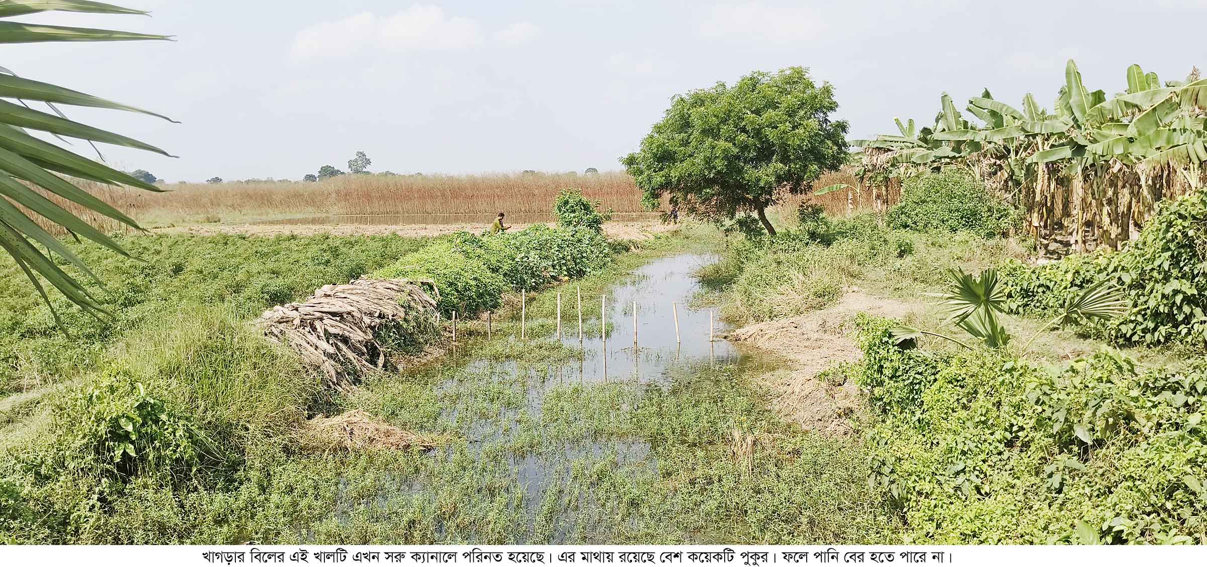 গাংনীর চাষিদের দুঃখ খাগড়ার বিল