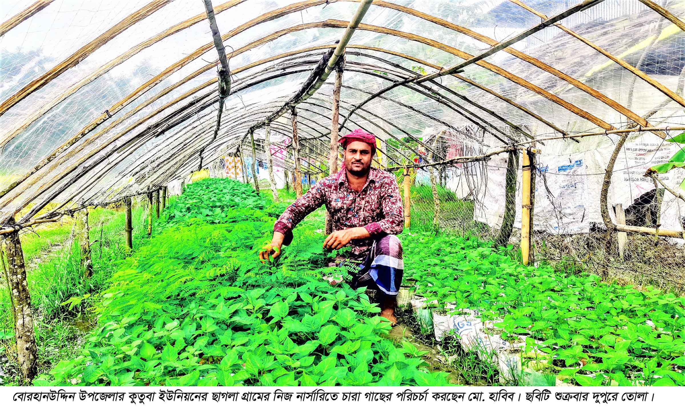 নার্সারি কারিগর হাবিবের দিন-বদল