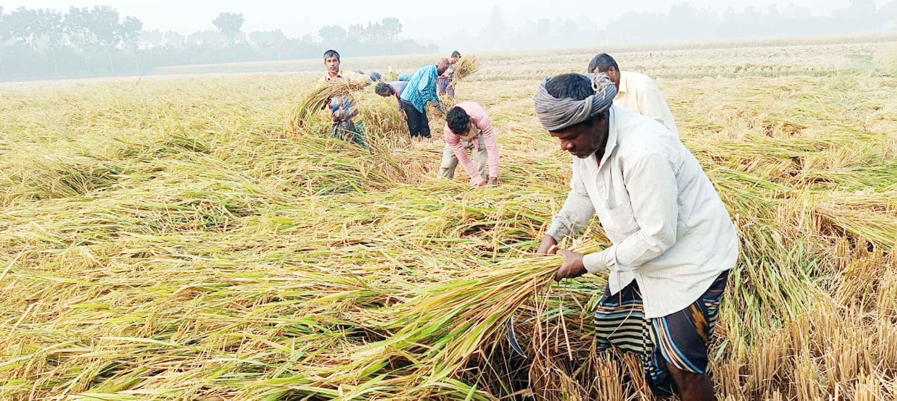 পোরশায় আমন কাটা ও মাড়াই শুরু
