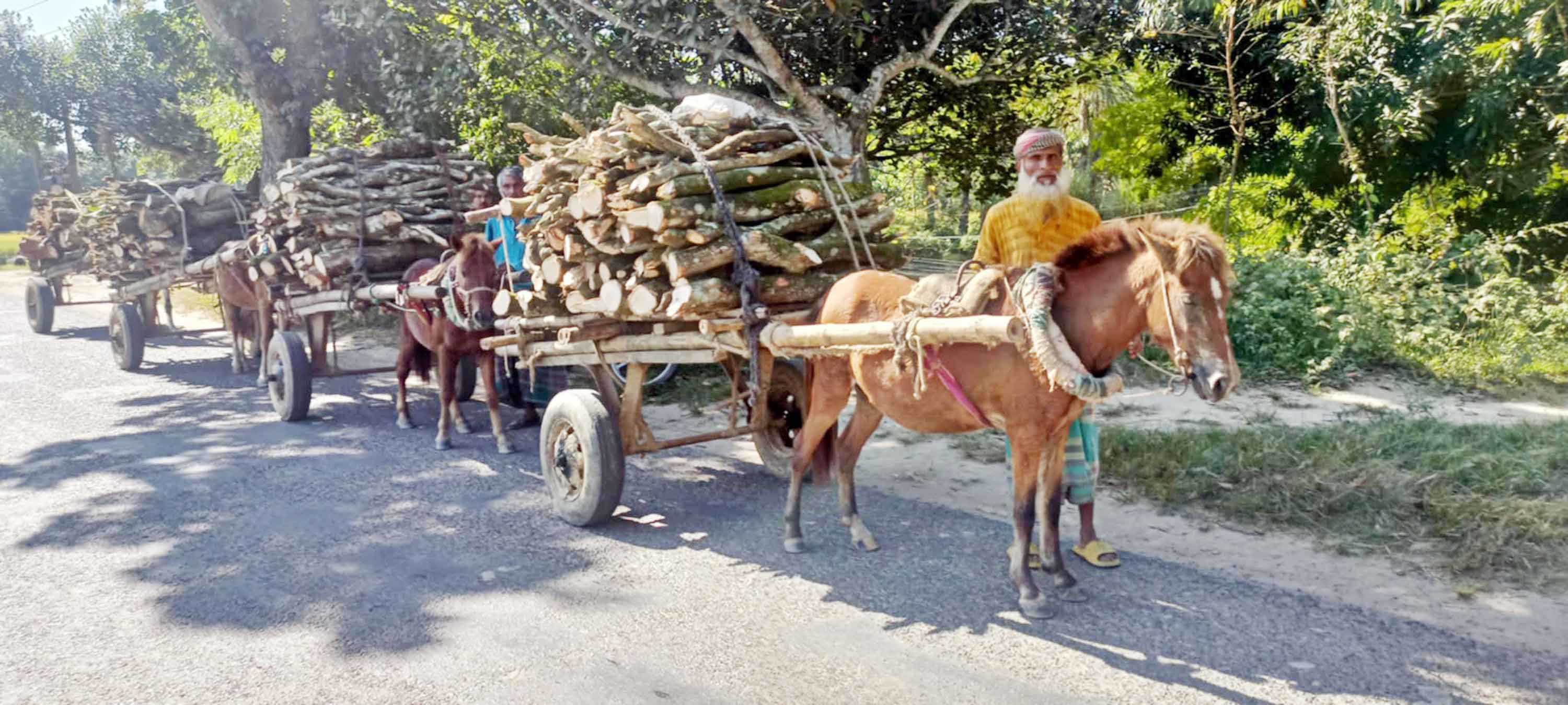 ঘোড়ার গাড়ি তাদের একমাত্র ভরসা