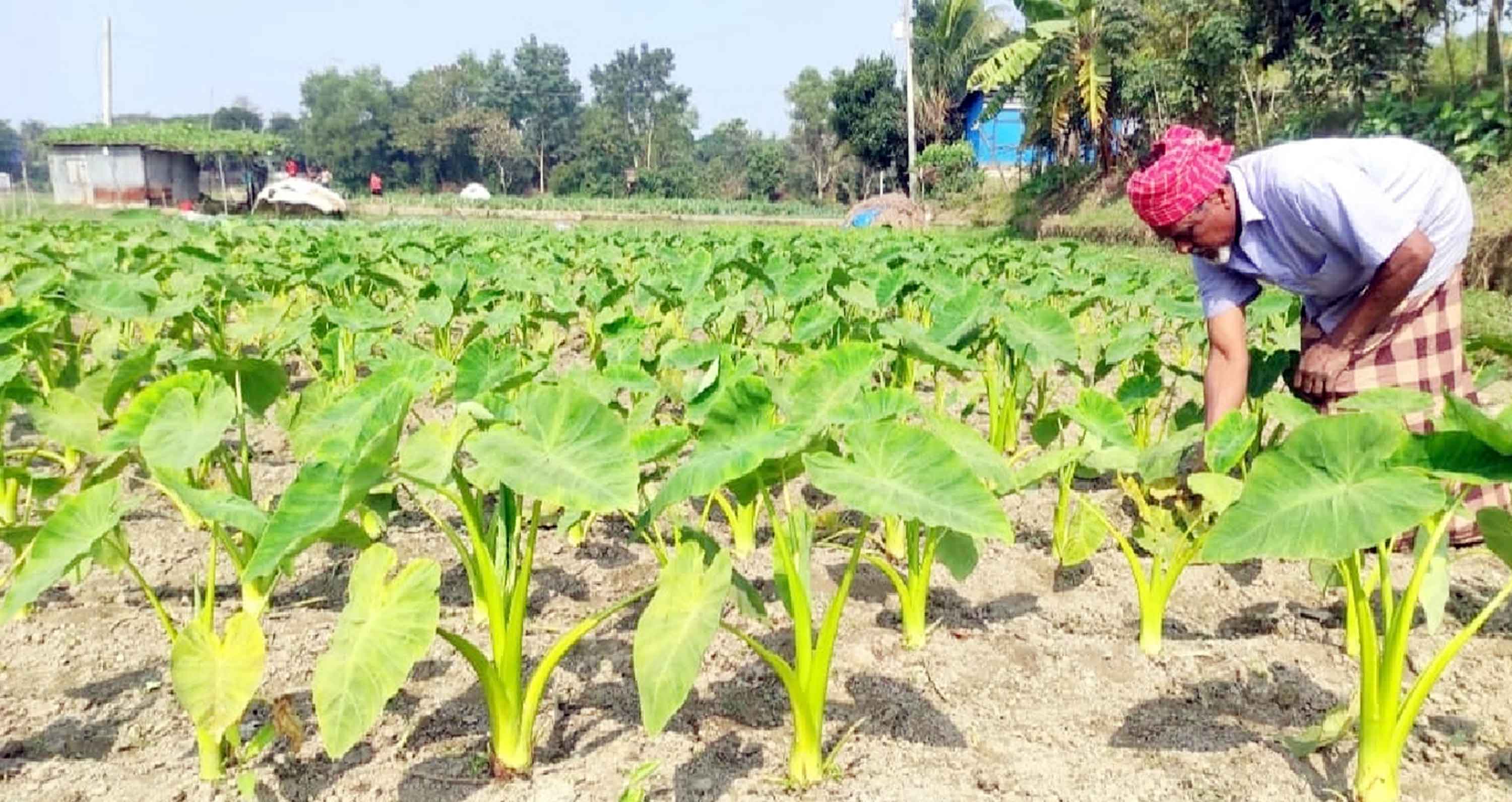 তিতাসে লতিকচু চাষ ও চারা উৎপাদনে আগ্রহ বাড়ছে