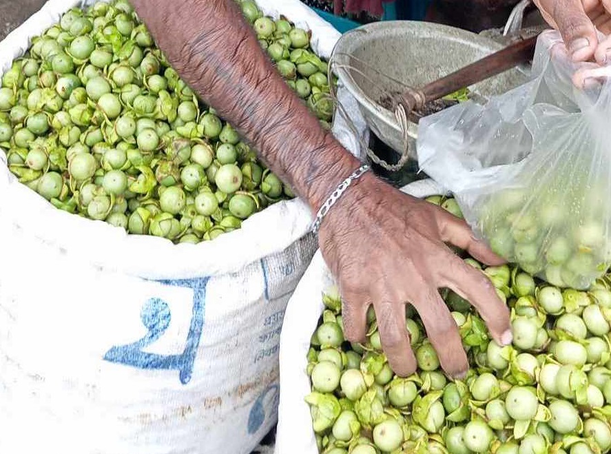 নানান গুণে সমৃদ্ধ সুন্দরবনের স্বাদযুক্ত কেওড়া ফল