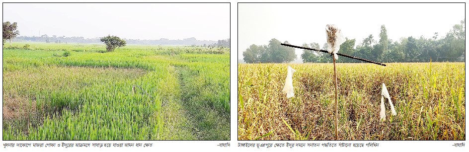 আমন ক্ষেতে ইঁদুর ও মাজরা পোকার উৎপাত, দিশেহারা কৃষক
