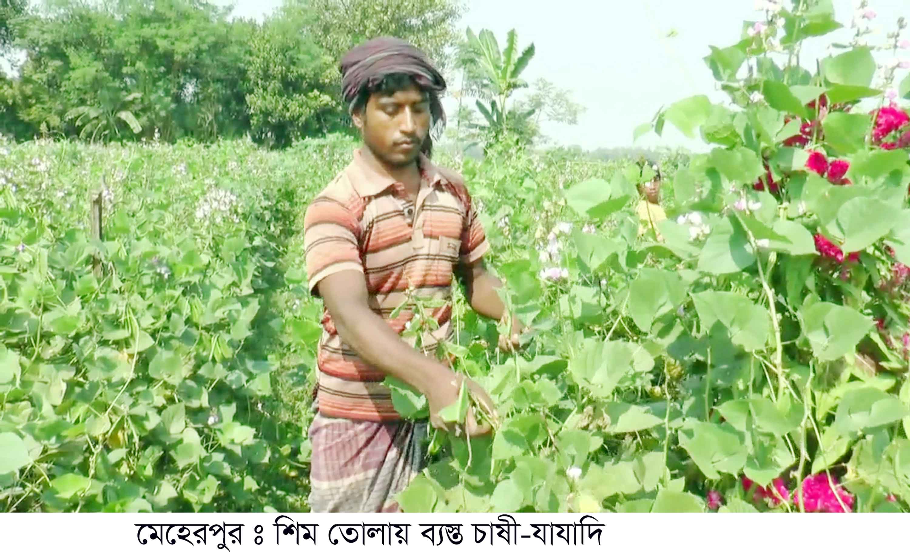 শীতকালীন সবজিতে ভরে উঠেছে সিরাজগঞ্জের বিস্তীর্ণ চর