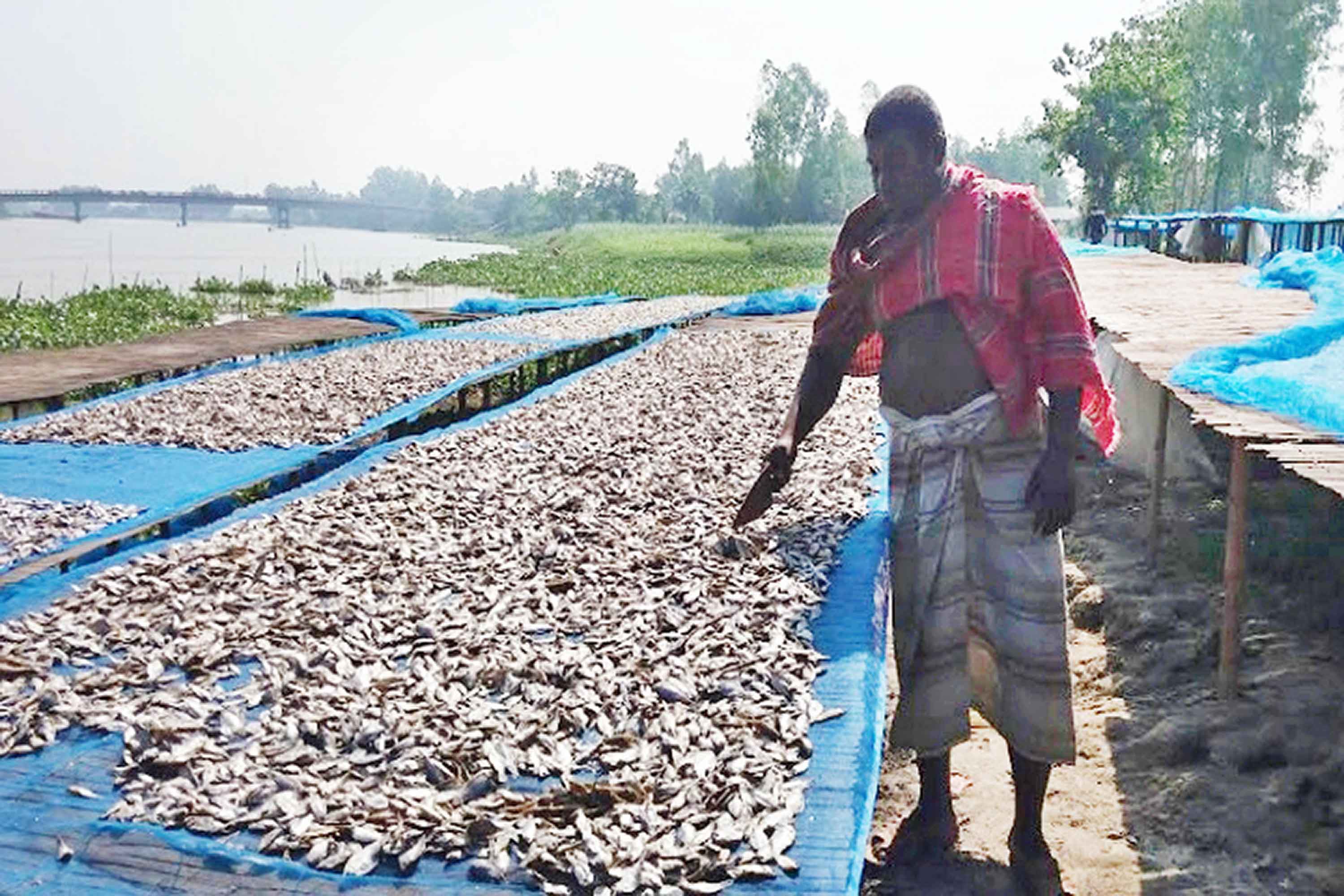 গুণে-মানে অনন্য কাপ্তাই হ্রদের শুঁটকির চাহিদা দেশজুড়ে বাড়ছে