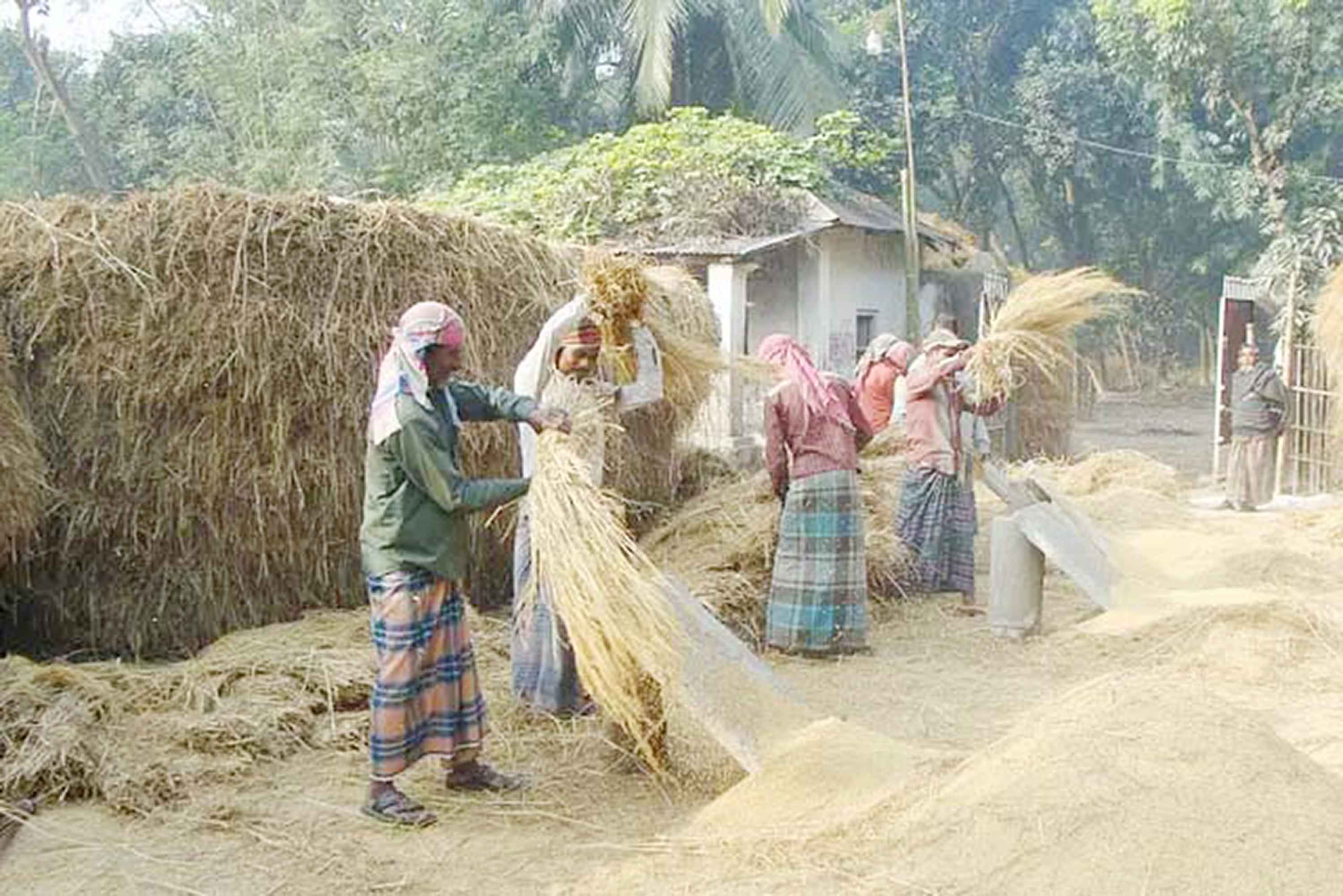 সৈয়দপুরে আমন কাটা ও মাড়াইয়ে ব্যস্ত কৃষক