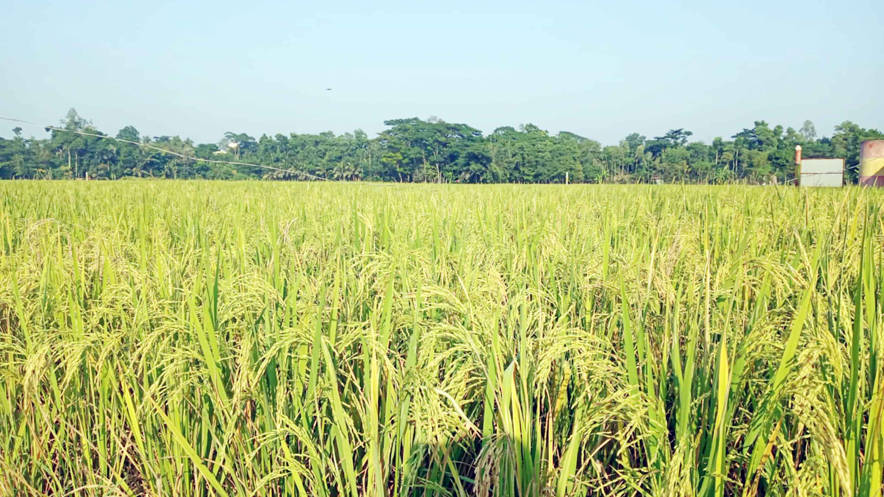 ফেনীতে বন্যার ক্ষতি পূরণে চ্যালেঞ্জের মুখে কৃষক
