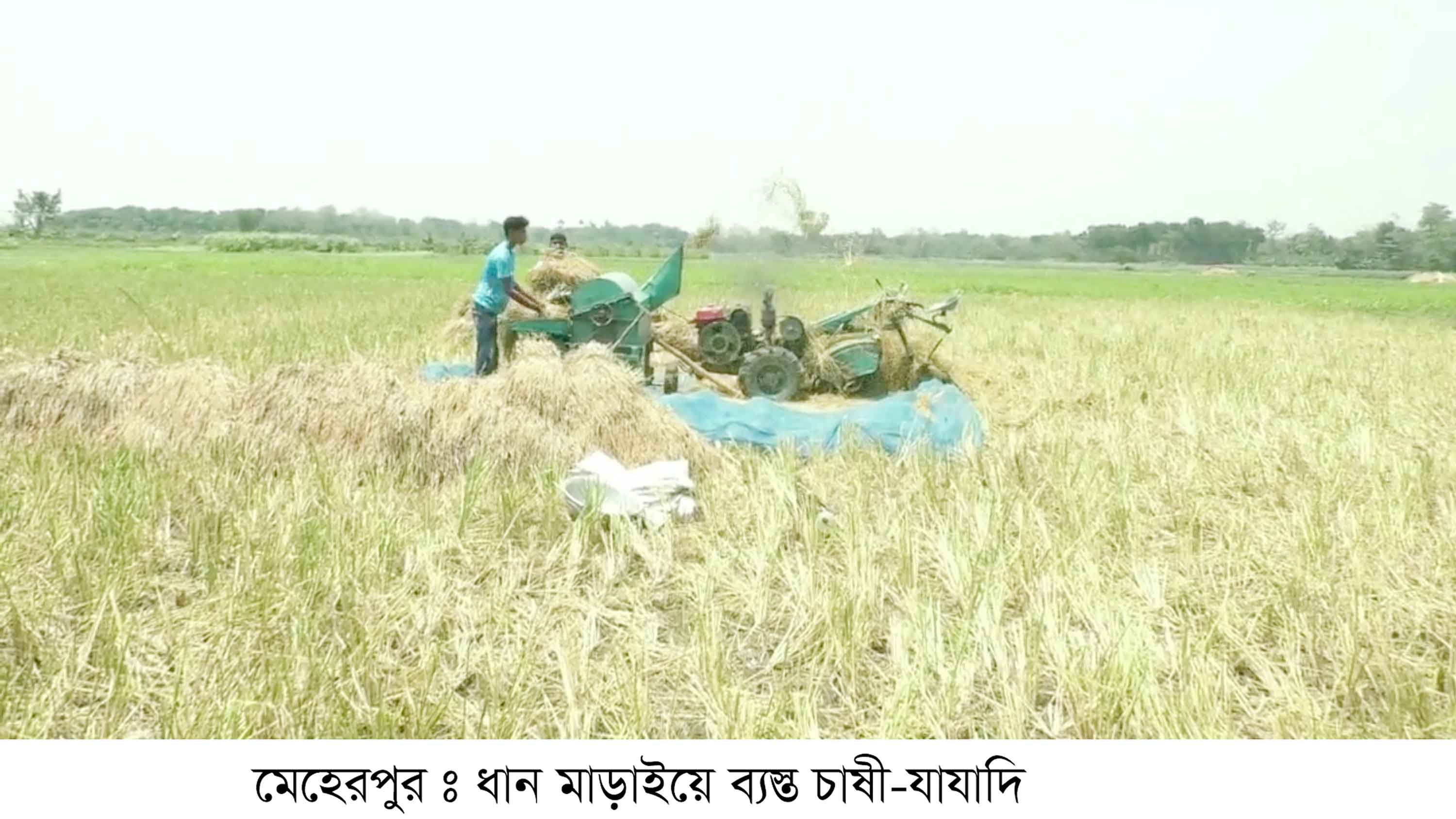 মেহেরপুরে ঝড়ো হাওয়া ও পোকার সংক্রমণে আমনের ফলন বিপর্যয়