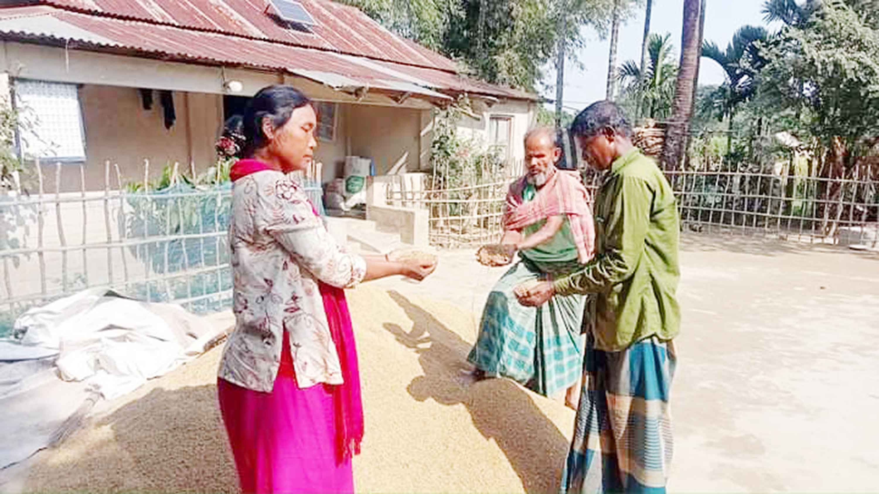 কলমাকান্দায় দুর্যোগে কৃষকের সঙ্গী মালশিরা ধান