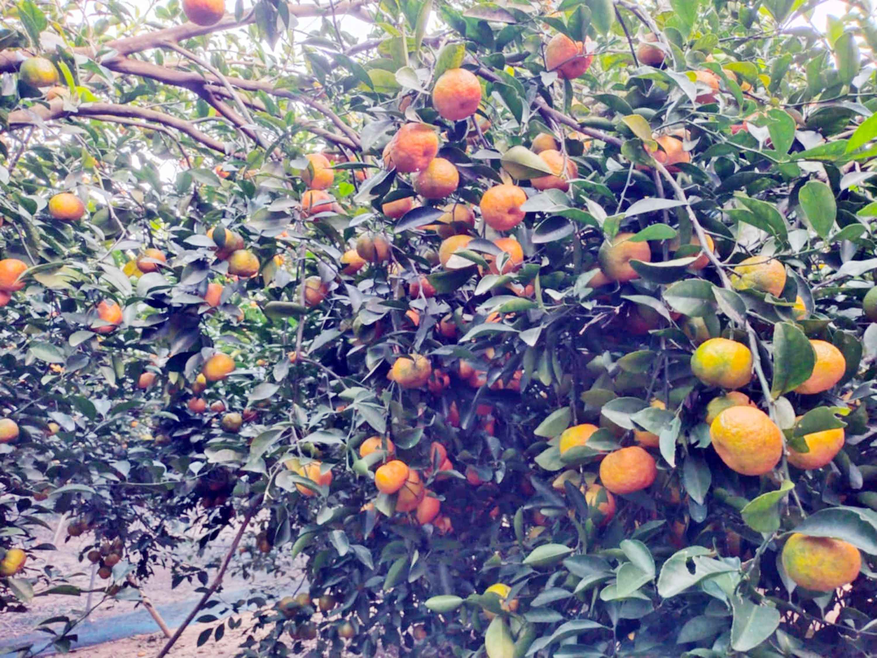 কমলা-মাল্টা গাছে ঝুলছে স্বপ্ন, লাখ লাখ টাকা আয়