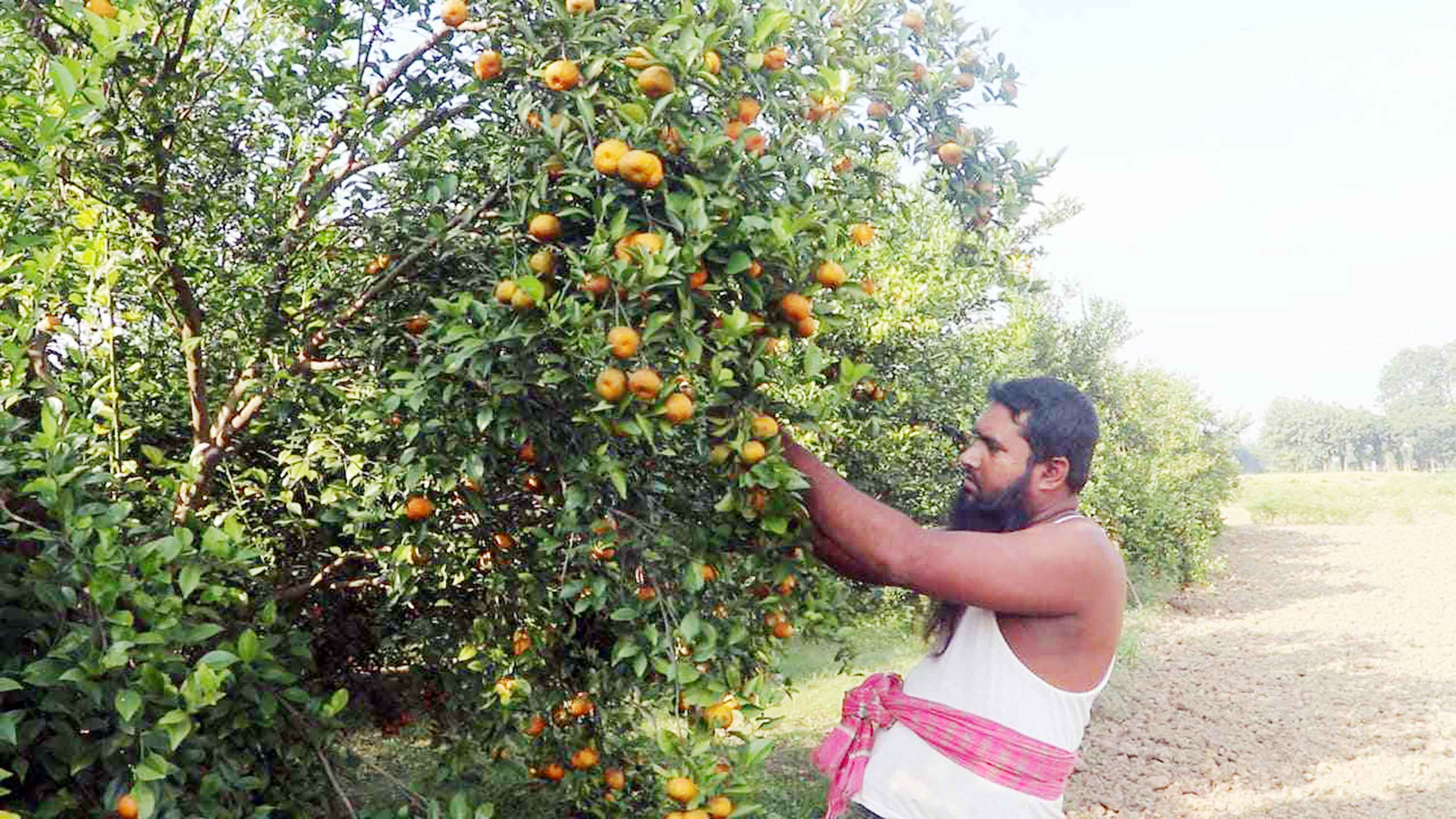 দৌলতপুরে চায়না জাতের কমলা চাষে সফল কৃষক হামিদ