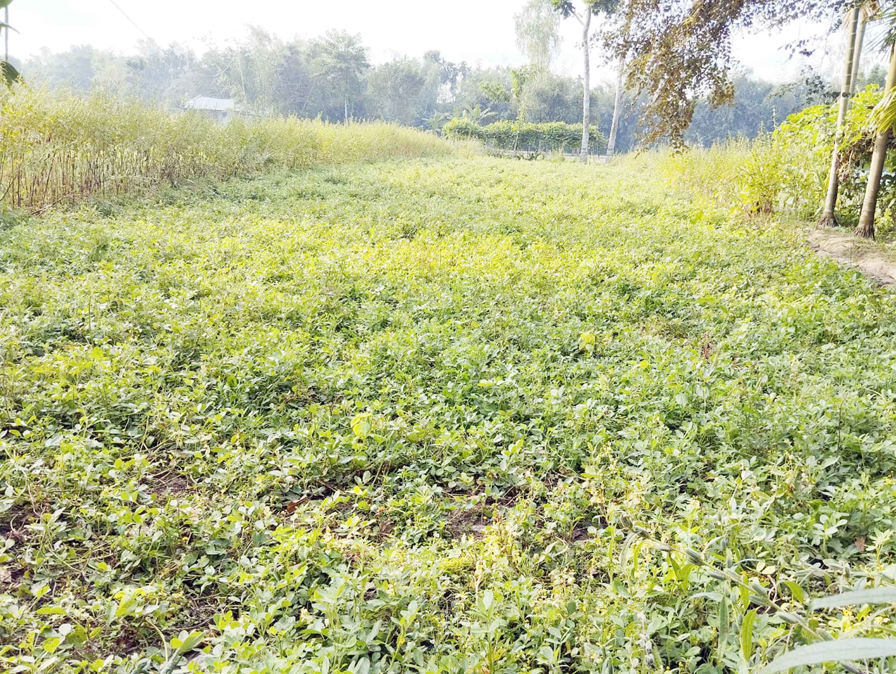 বাদাম চাষে সফলতার স্বপ্ন বুনছেন কালীগঞ্জের কৃষানি