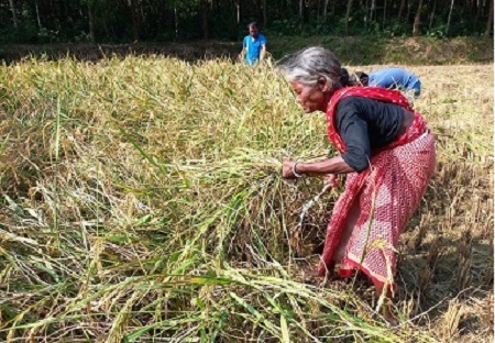 কালিয়াকৈরে আমনের বাম্পার ফলনে খুশি চাষি