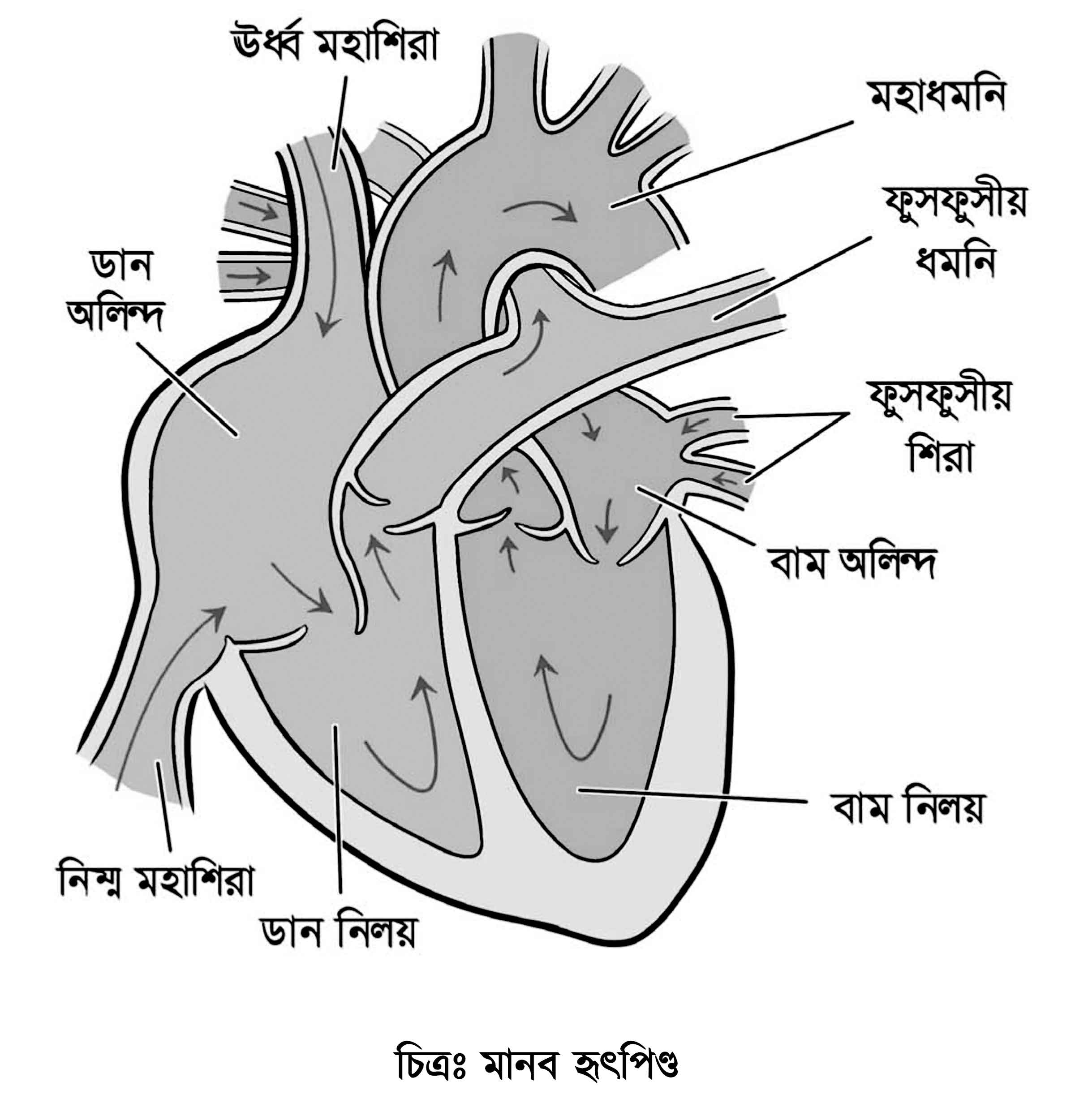 ষষ্ঠ শ্রেণির বিজ্ঞান অনুসন্ধানী