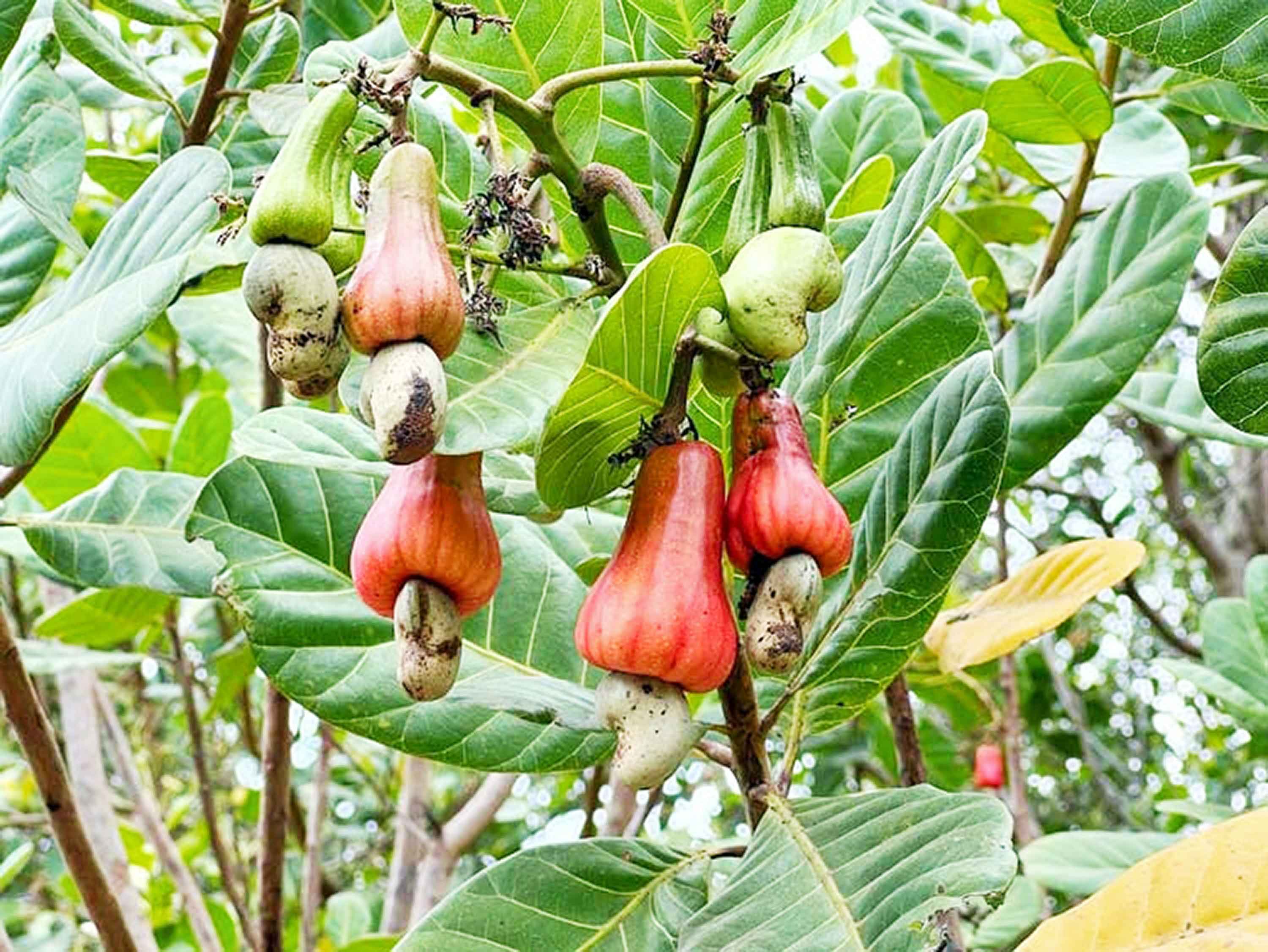 কফি ও কাজুবাদাম চাষে কৃষকের মুখে হাসি