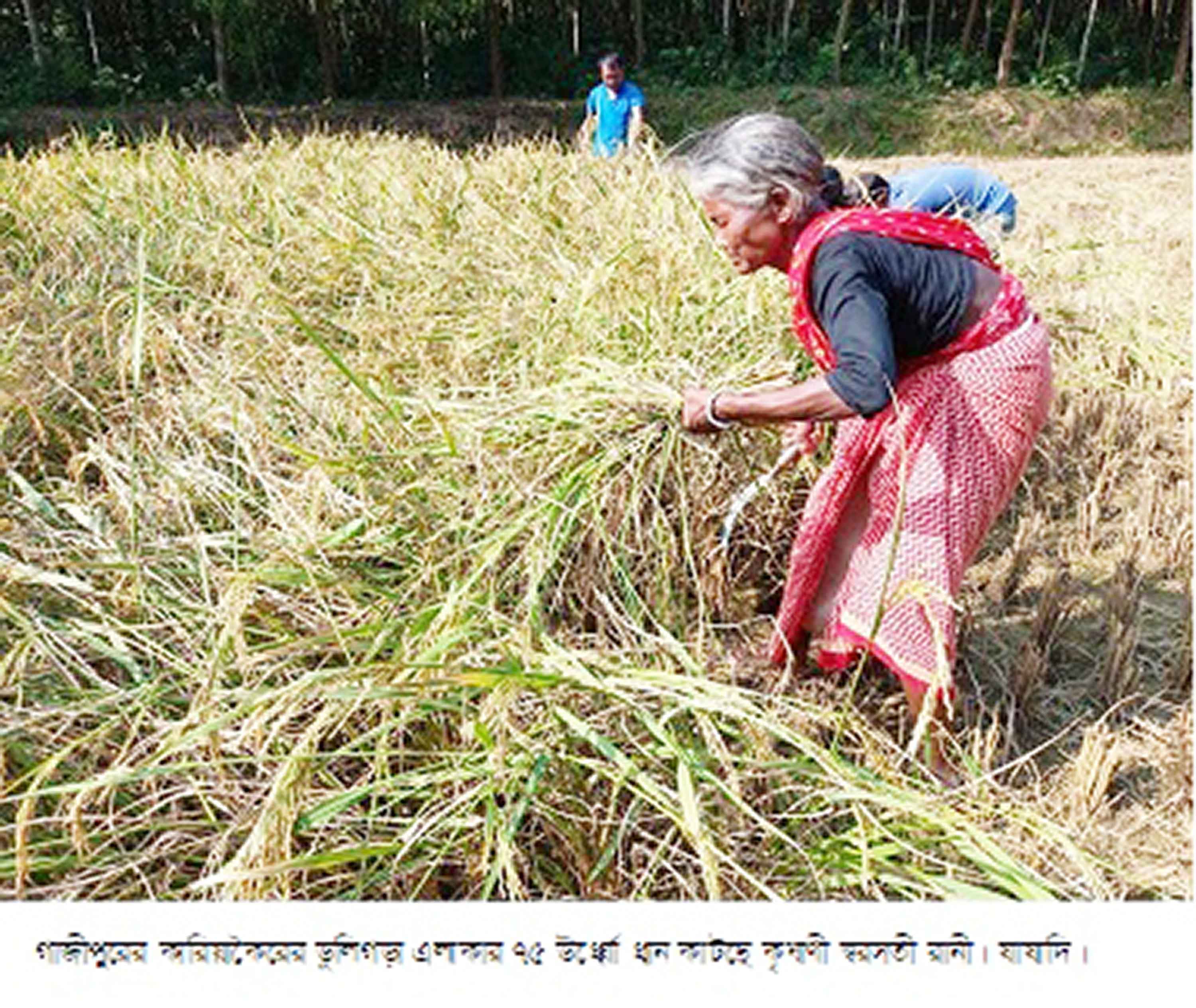 কালিয়াকৈরে আমনের বাম্পার ফলনে খুশি চাষি