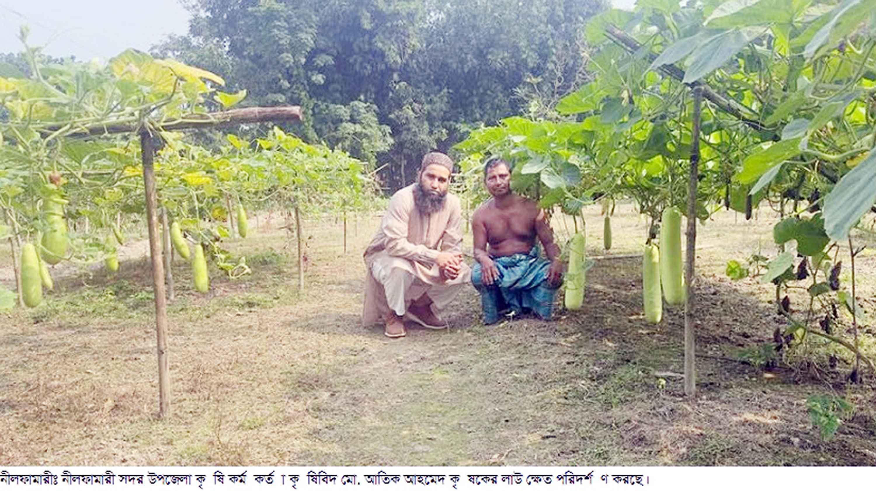 নীলফামারীতে লাউ চাষে কৃষকের হাসি