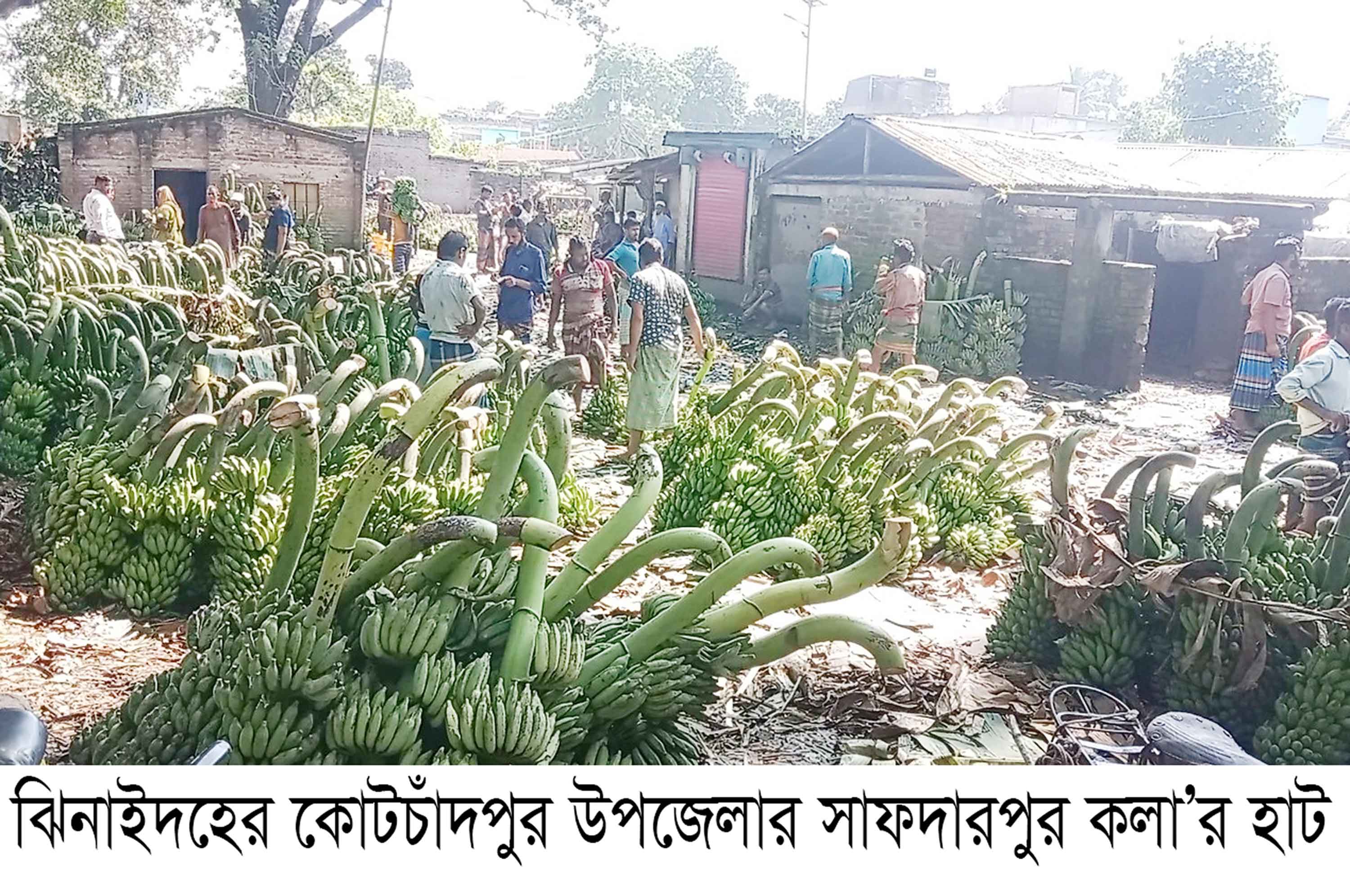 আড়াইহাজারে চাহিদার কারণে বেড়েছে কলার বাণিজ্যিক চাষ