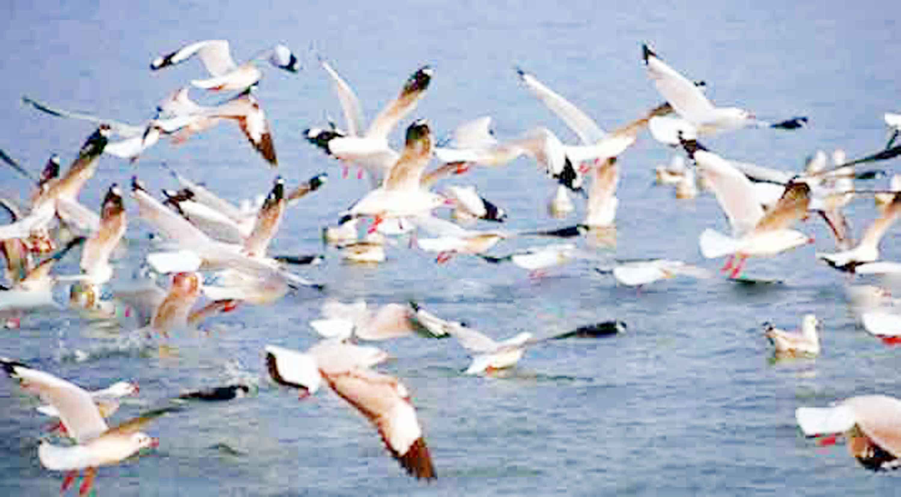 হারিয়ে যাচ্ছে শীতকালীন অতিথি পাখি