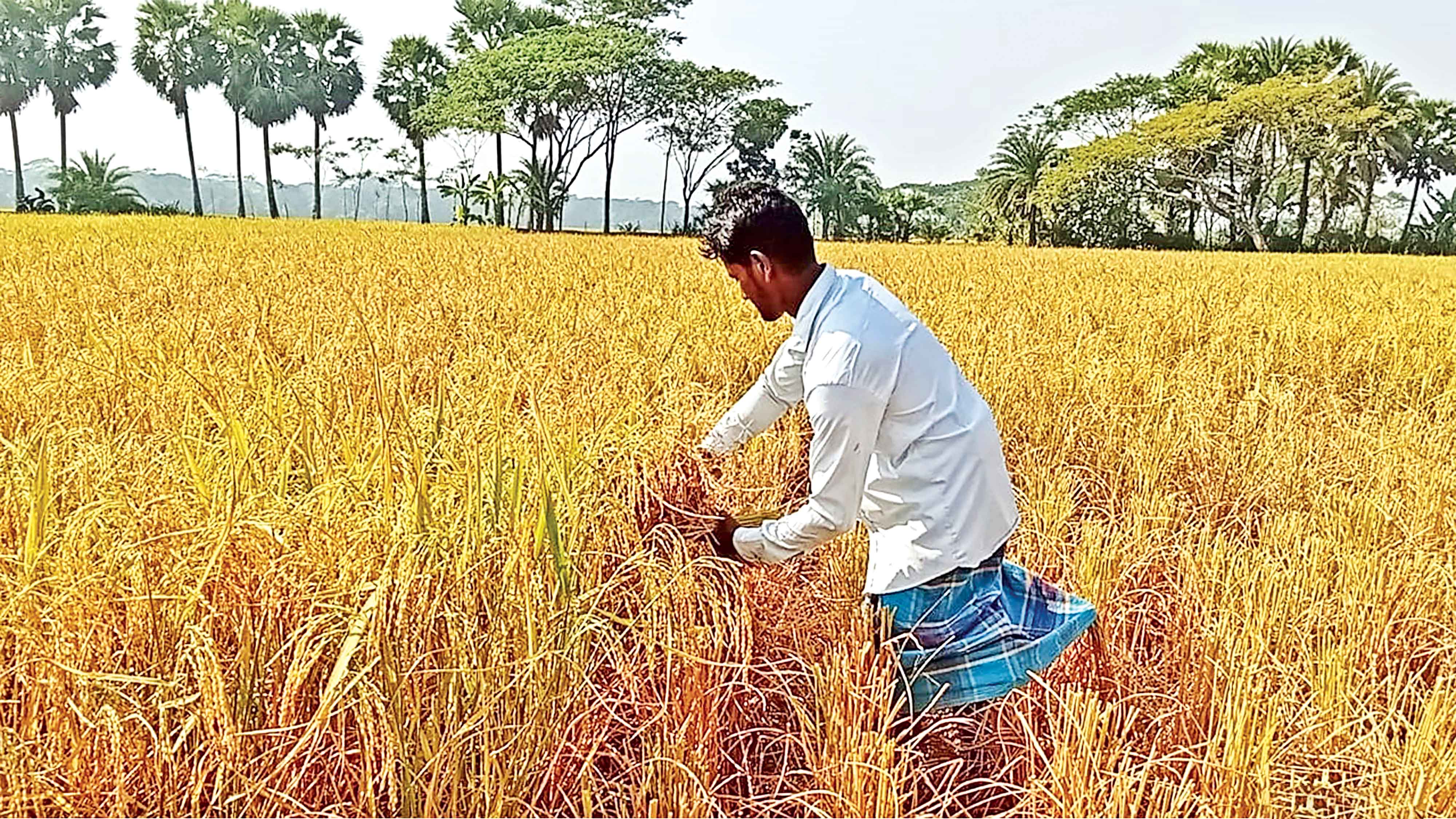 ঝুঁকিতে দেশের ফসলি জমি উর্বরাশক্তি বৃদ্ধিই বড় চ্যালেঞ্জ