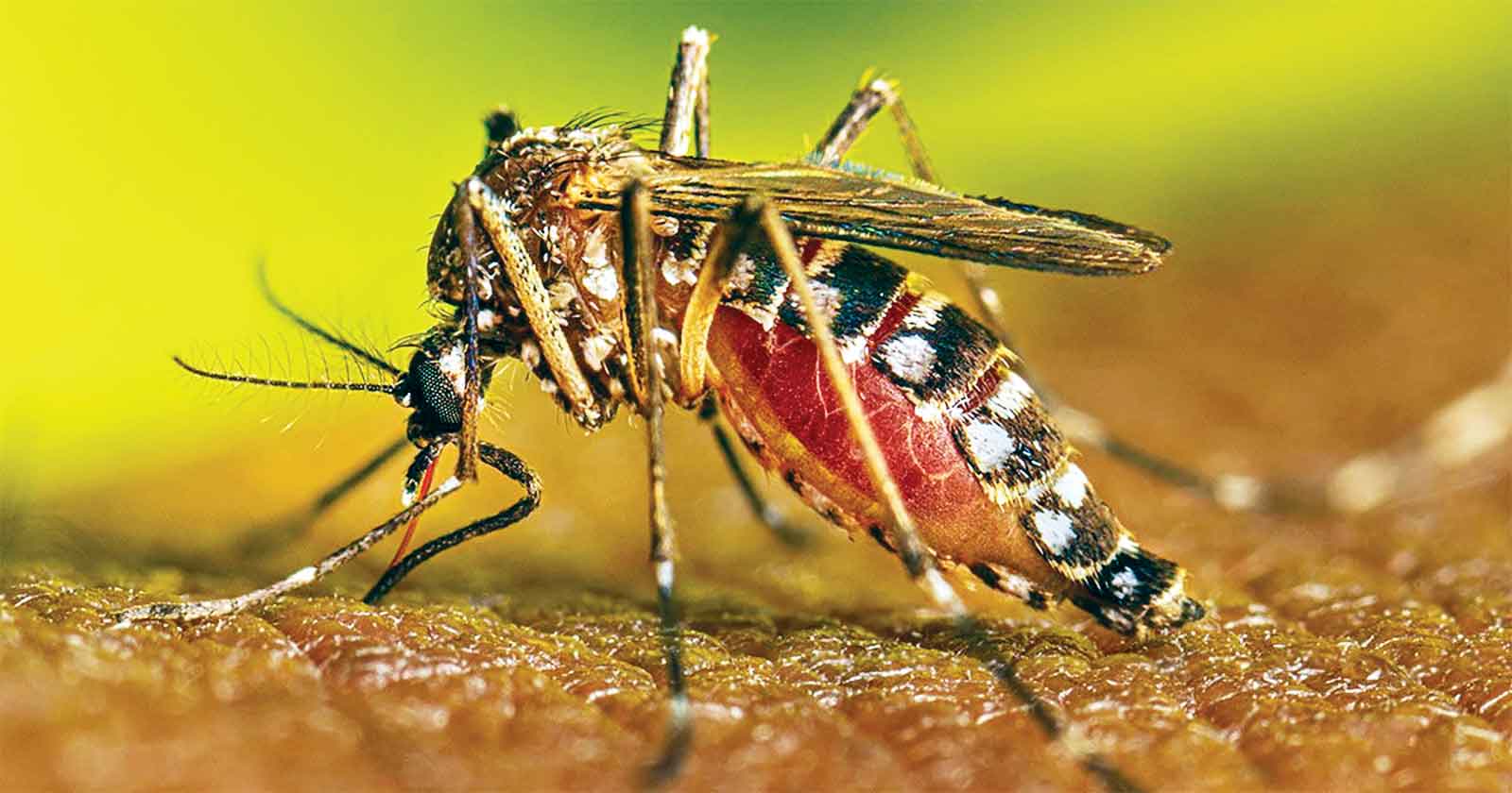 ডেঙ্গুতে আরও ৫ মৃতু্য হাসপাতালে ৫৭০ জন