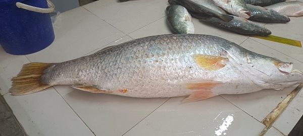 কুয়াকাটায় এক কোরাল বিক্রি হলো ২০ হাজার টাকায়