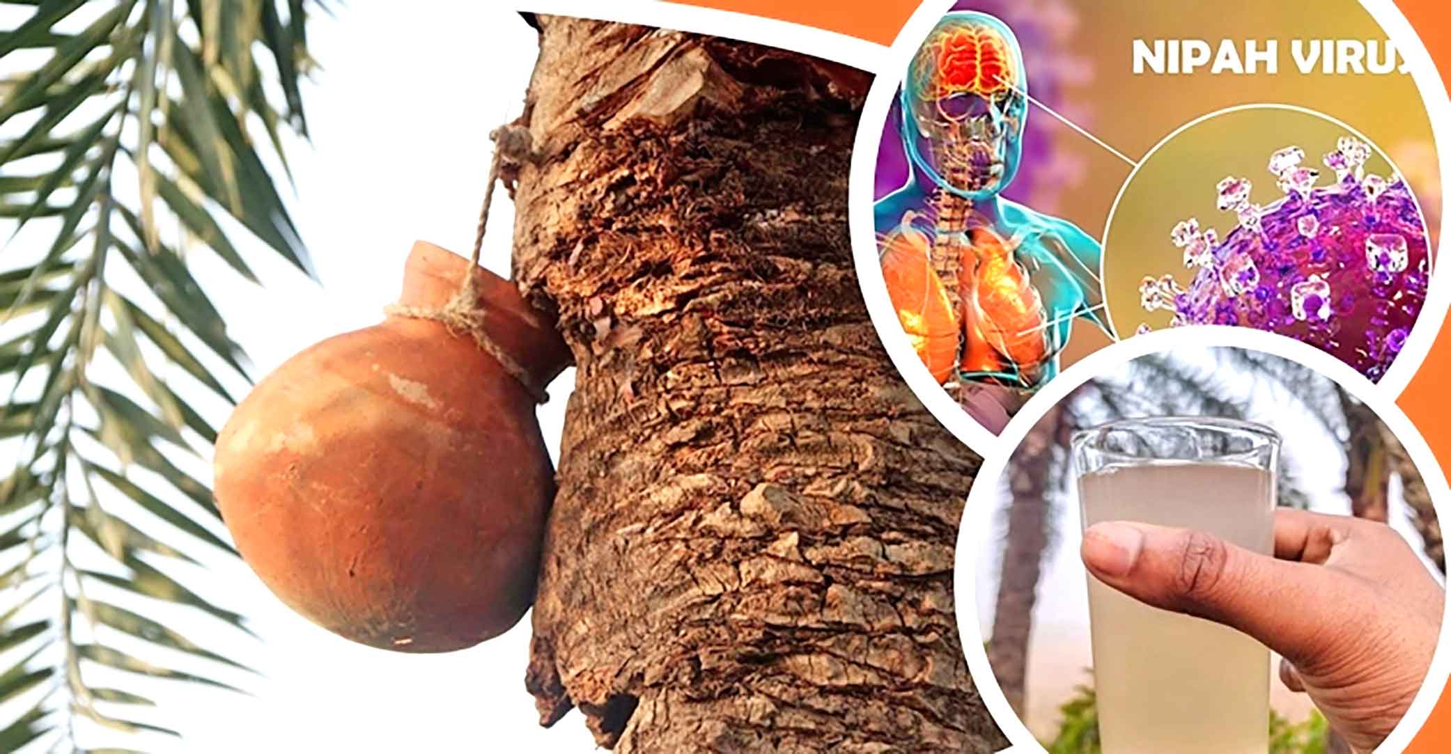 খেজুরের রসে নিপাহ ভাইরাস সর্তকতা