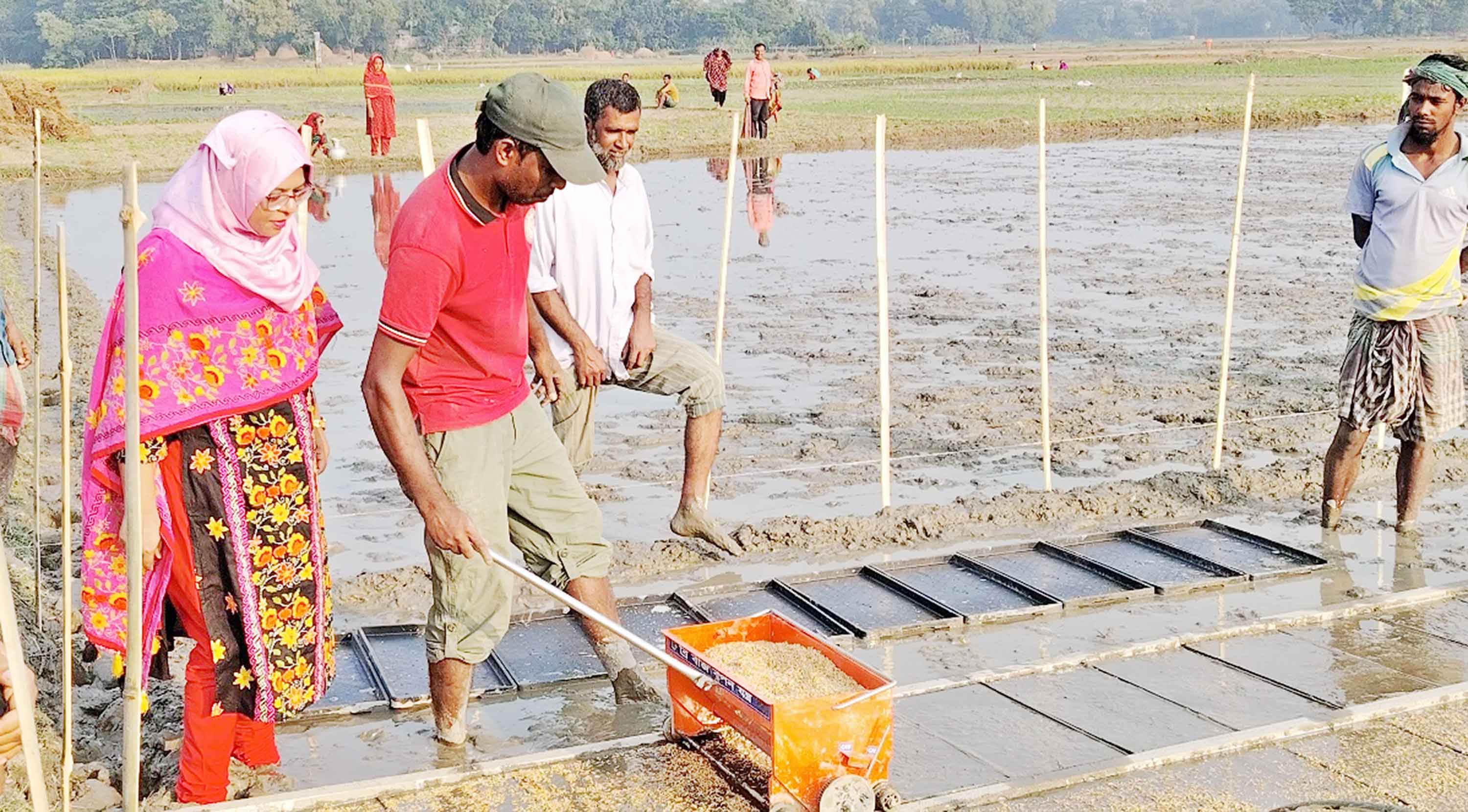 কালীগঞ্জে বোরো সমলয় চাষে বীজতলা তৈরিতে ব্যস্ত কৃষক