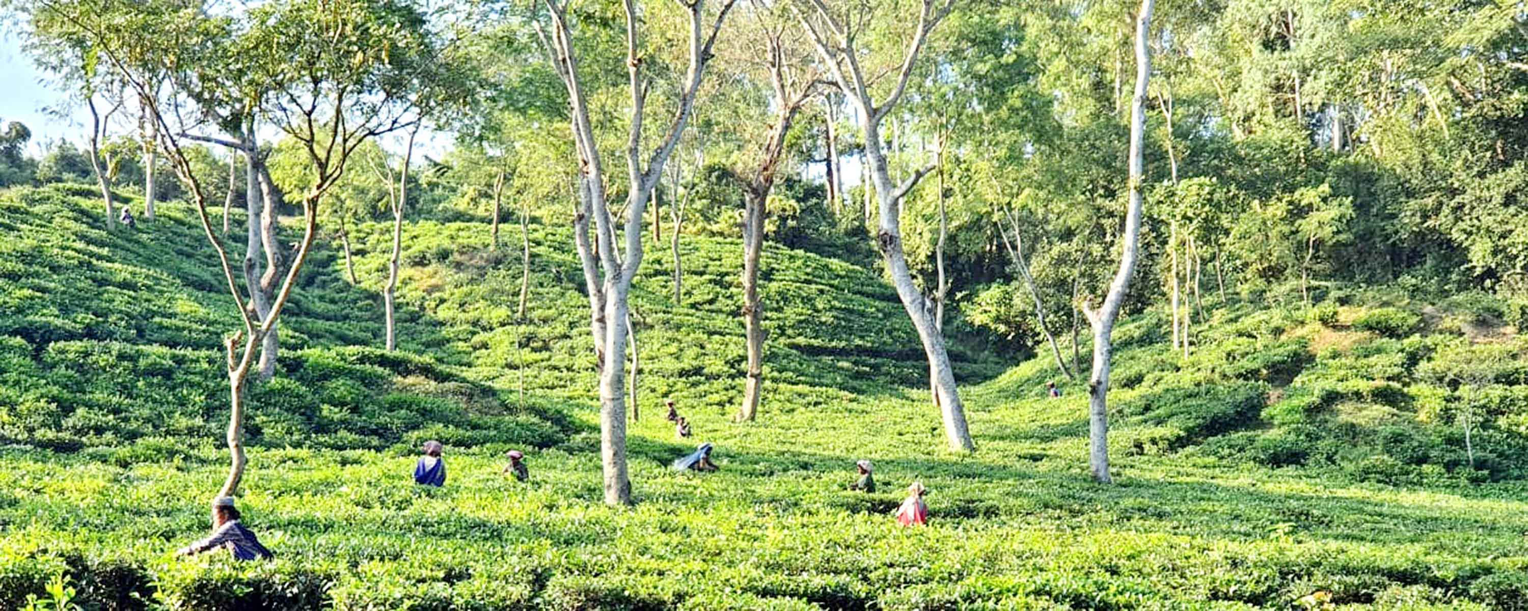 দুই সপ্তাহের মজুরি পেল সাড়ে ৩ হাজার শ্রমিক