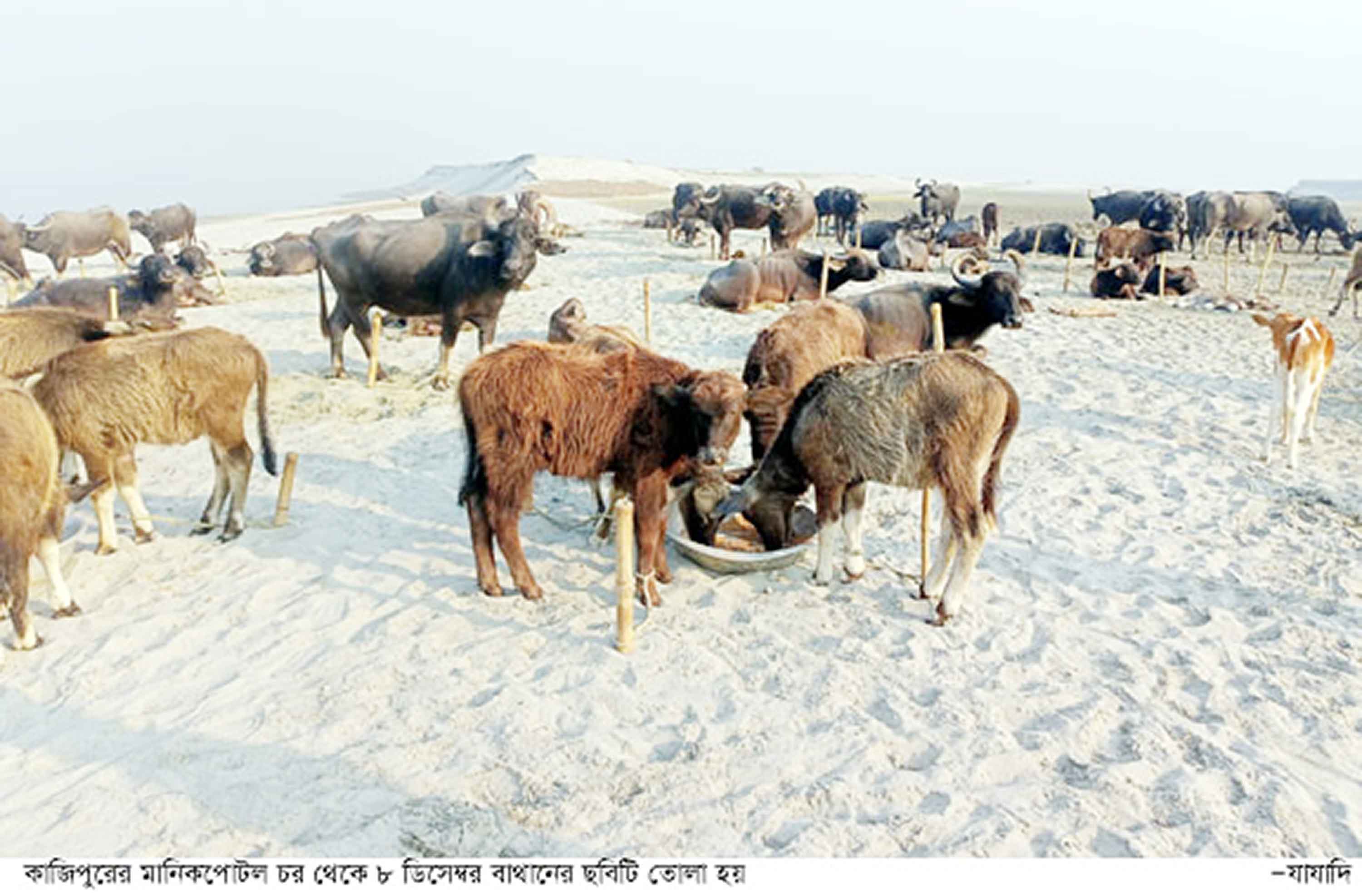 কাজিপুরে মহিষের বাথান থেকে দৈনিক ২ হাজার লিটার দুধ সংগ্রহ