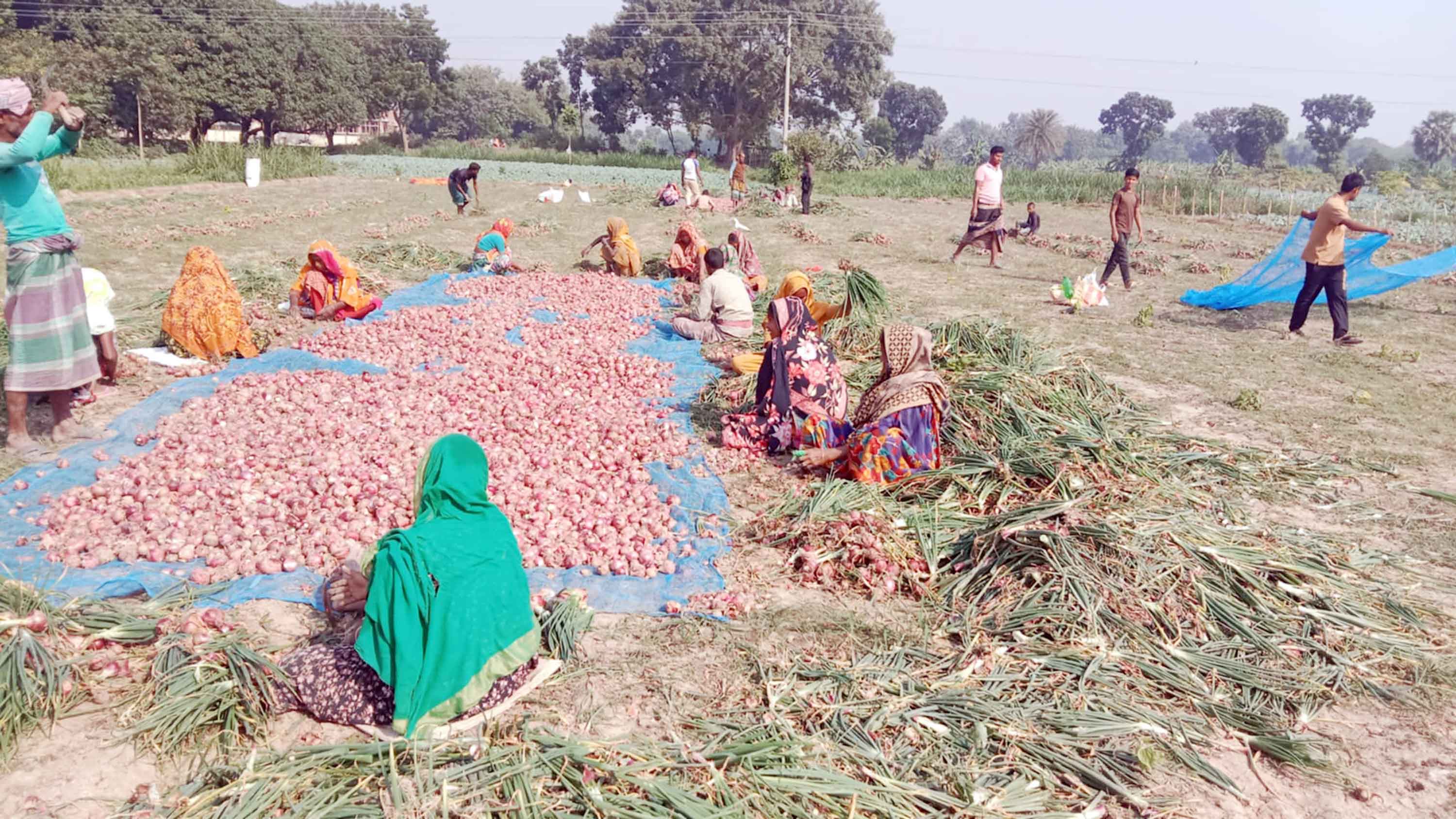 মেহেরপুরে আগাম পেঁয়াজ উত্তোলন শুরু