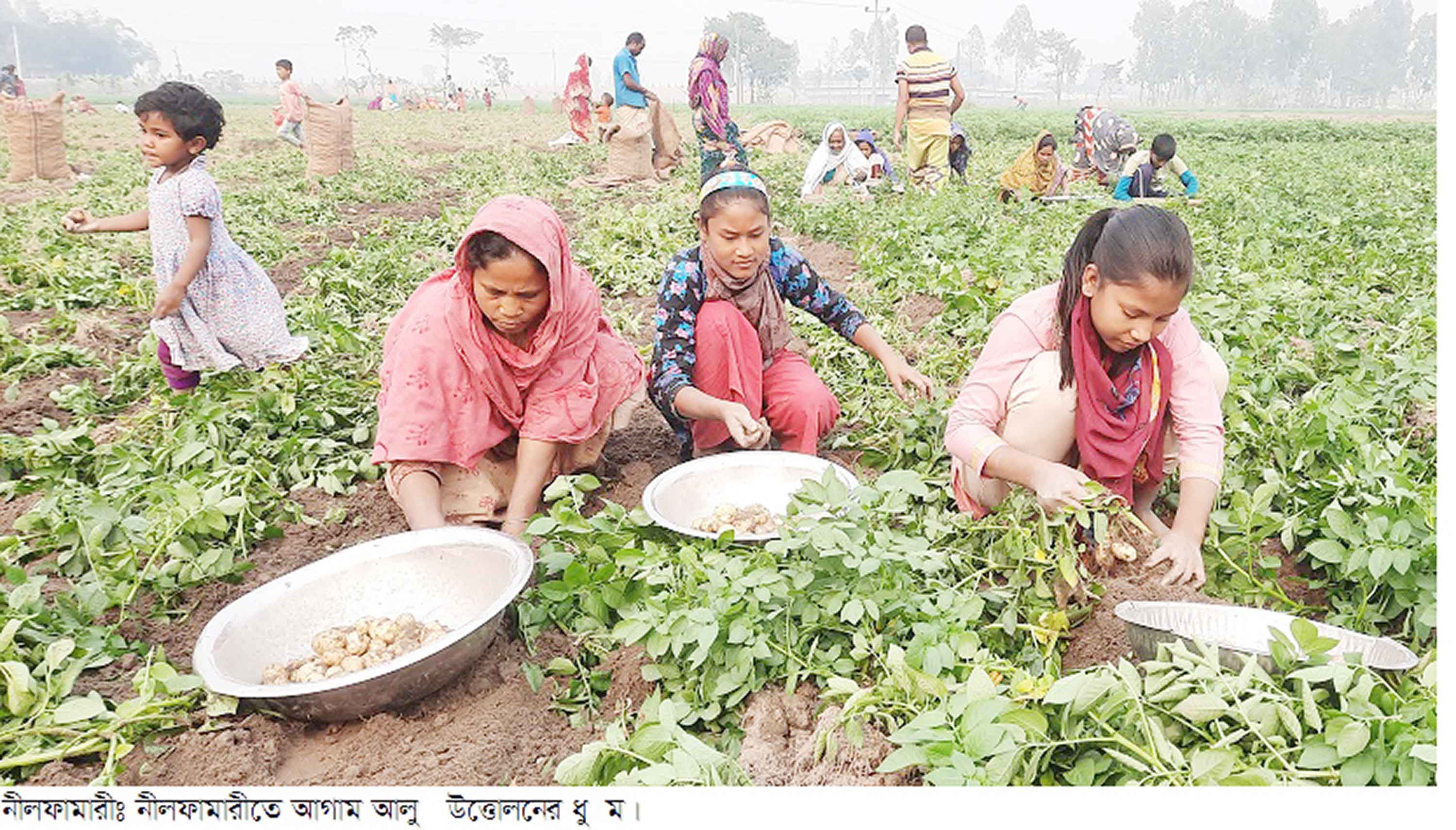 নীলফামারীতে আগাম আলু উত্তোলন শুরু