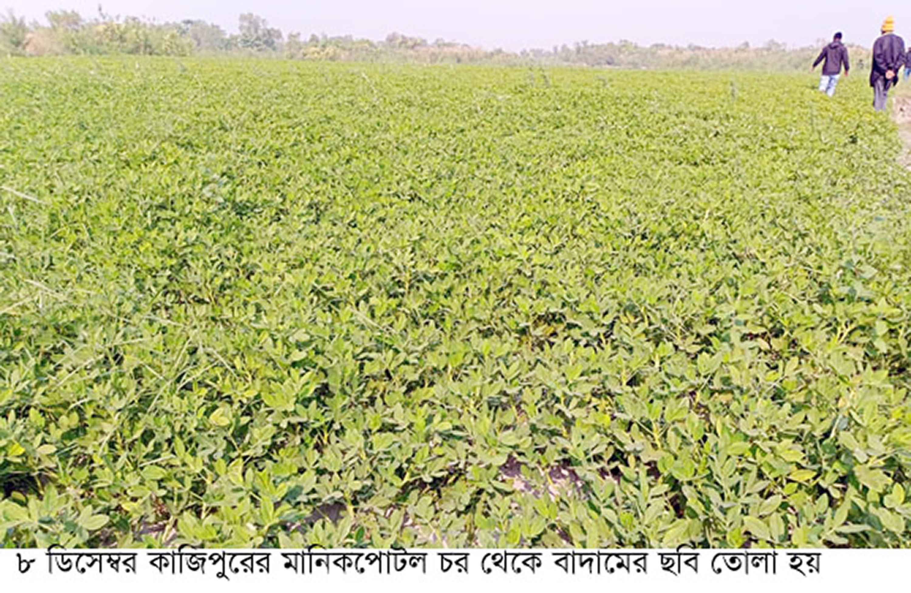 কাজিপুরে কালাই ও বাদামের বাম্পার ফলন
