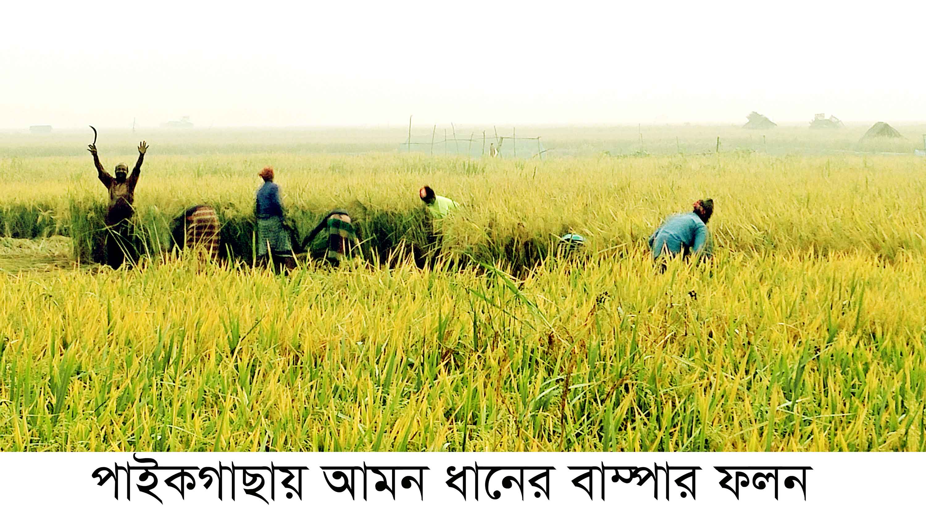 পাইকগাছায় আমন ধানের বাম্পার ফলন