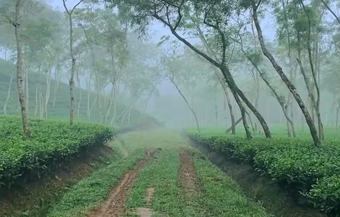 শ্রীমঙ্গলে কনকনে শীত ও ঘন কুয়াশা, সুর্যের দেখা নেই