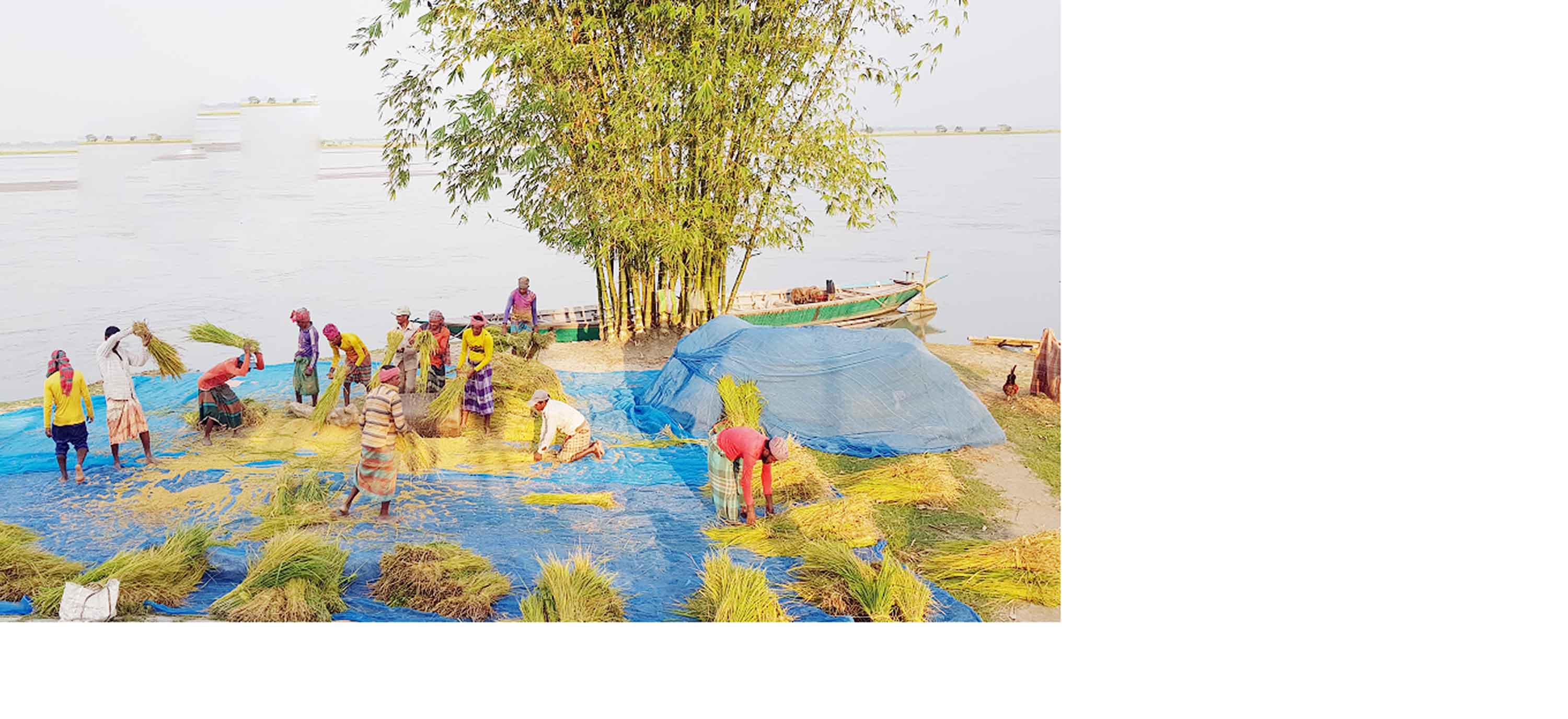 তিস্তার জেগে ওঠা চরে আমন ধানের বাম্পার ফলন