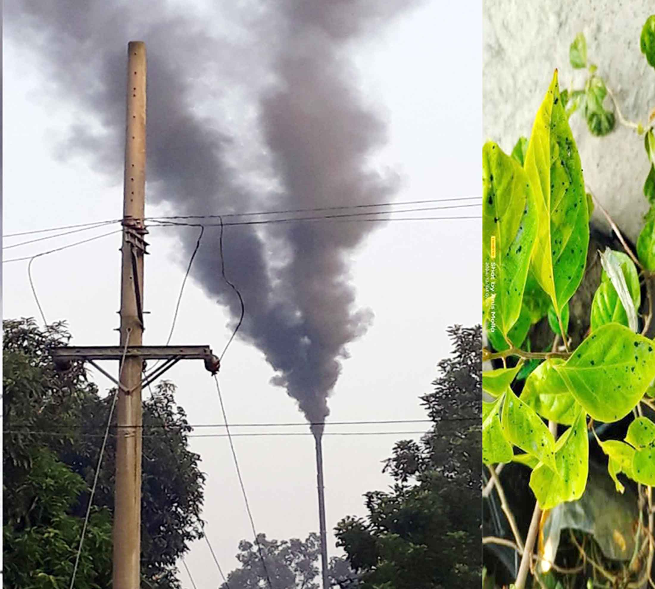আড়াইহাজারে সাইজিং মিলের কালো ধোঁয়ায় ফসল নষ্ট