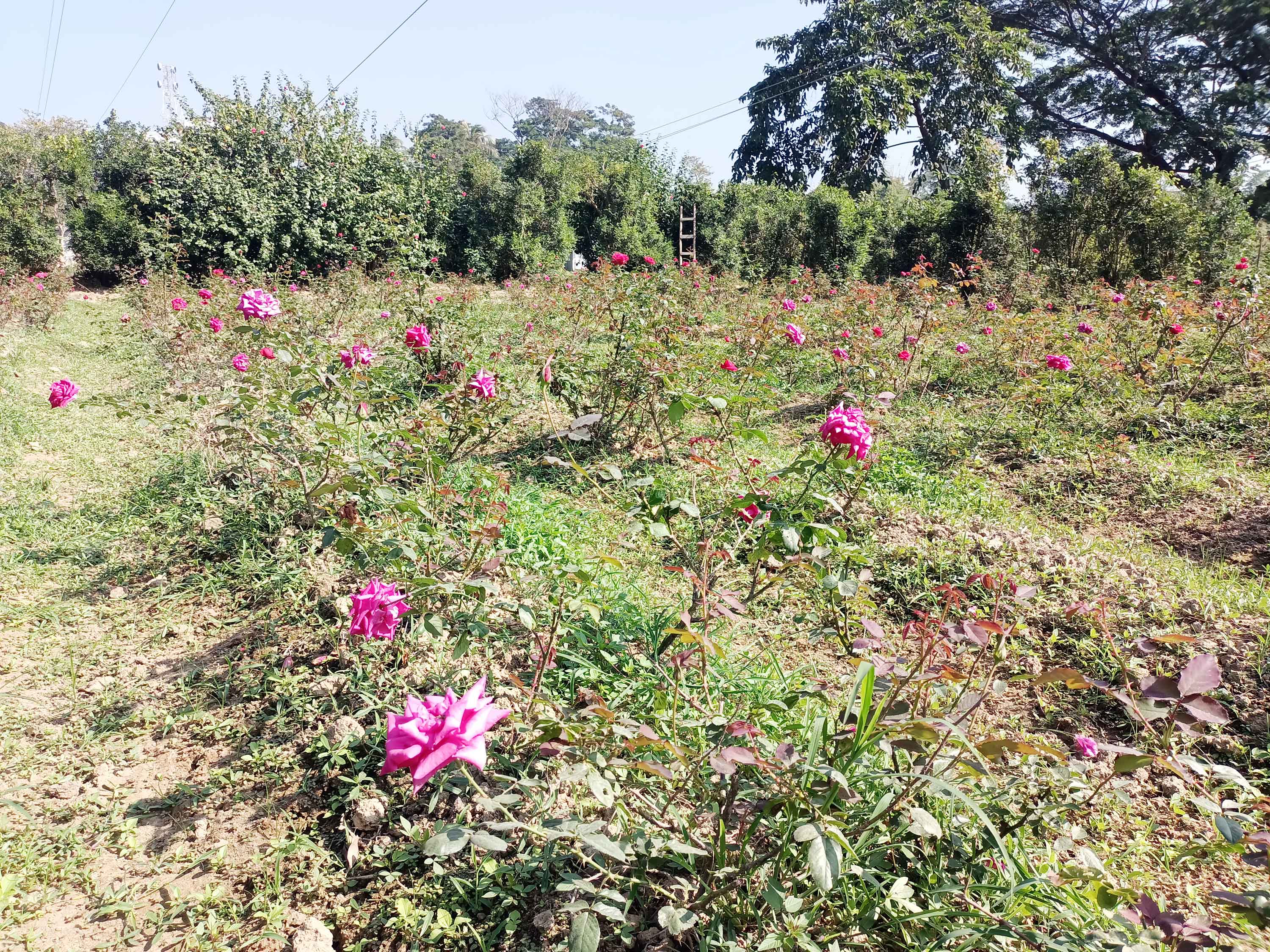 বিজয় দিবসে ফুল বিক্রি করে লাভের স্বপ্ন সাতকানিয়ার চাষিদের