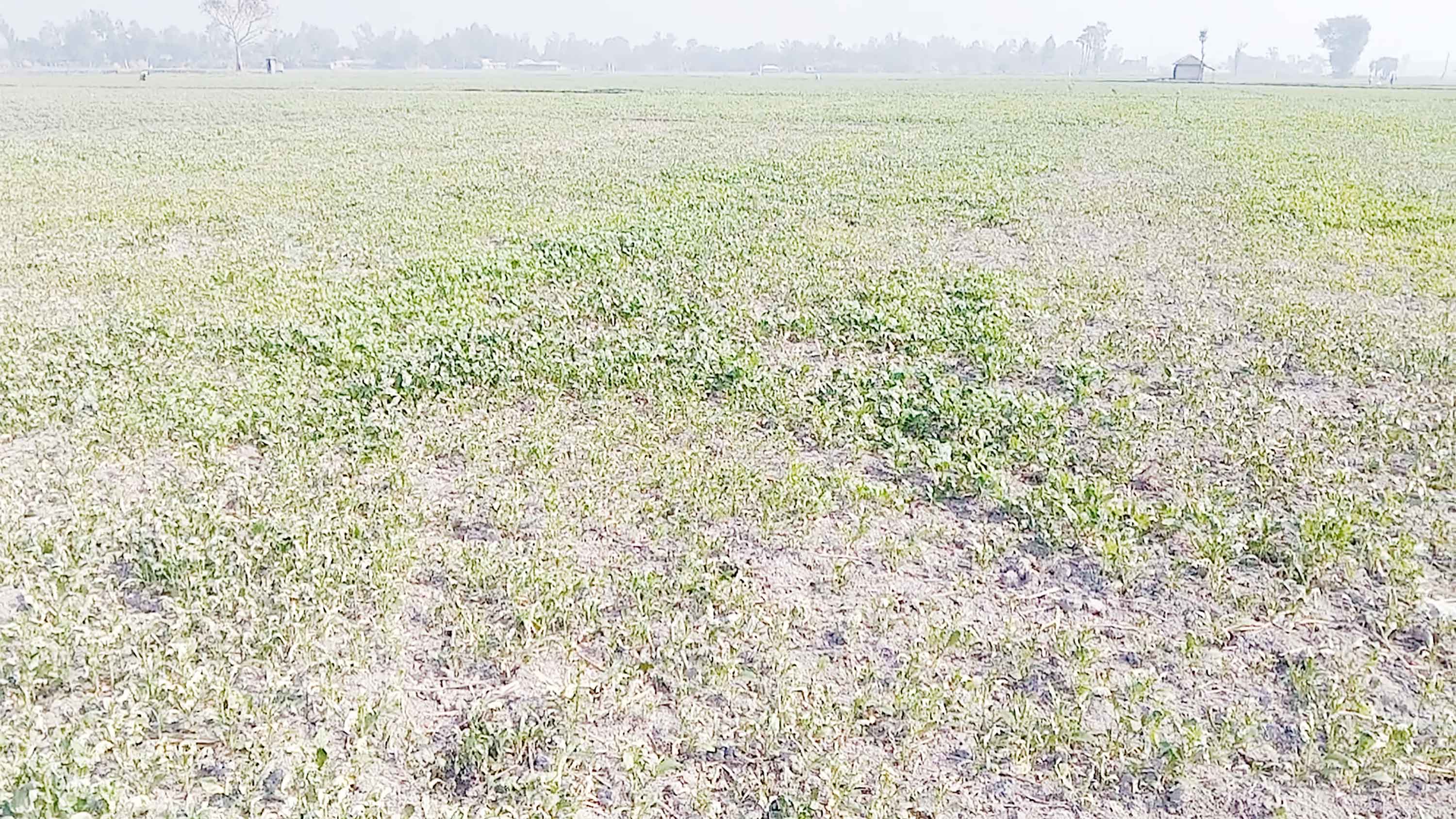 কালাইয়ে আগাছানাশক ছিটিয়ে ৯২ শতক সরিষাখেত নষ্টের অভিযোগ