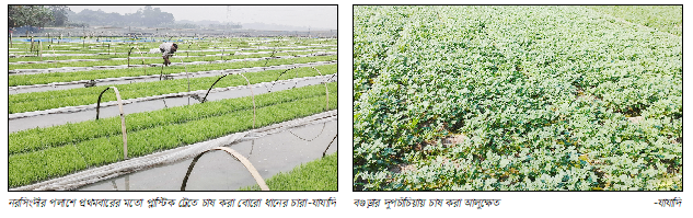 পলাশে প্রথমবারে মতো পস্নাস্টিক ট্রেতে বোরো ধানের চারা তৈরি