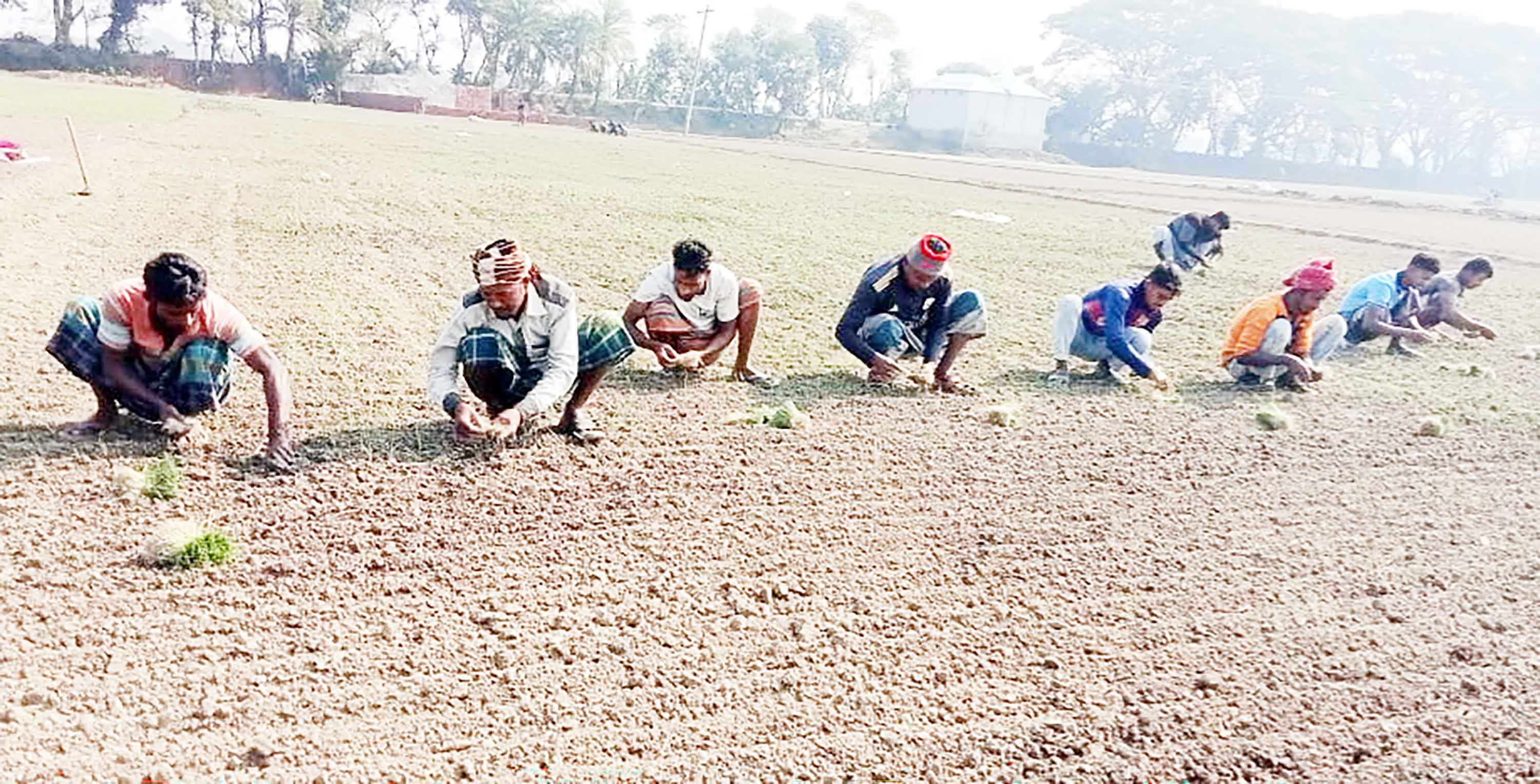 সালথায় ১২ হাজার হেক্টর জমিতে আবাদের সম্ভাবনা